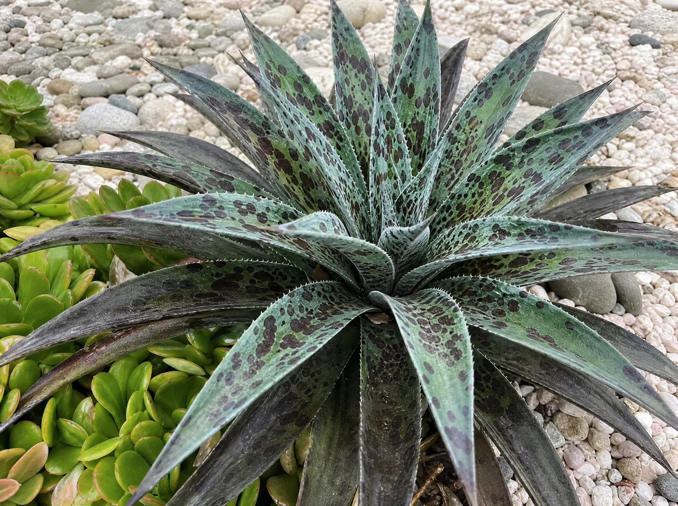 מנגבה 'אננס׳ (mangave pineapple express) — שושנת מנגבה כסופה מנומרת בכתמים כהים בערוגת חלוקים — גינת סלעים, משתלת הדר נוי
