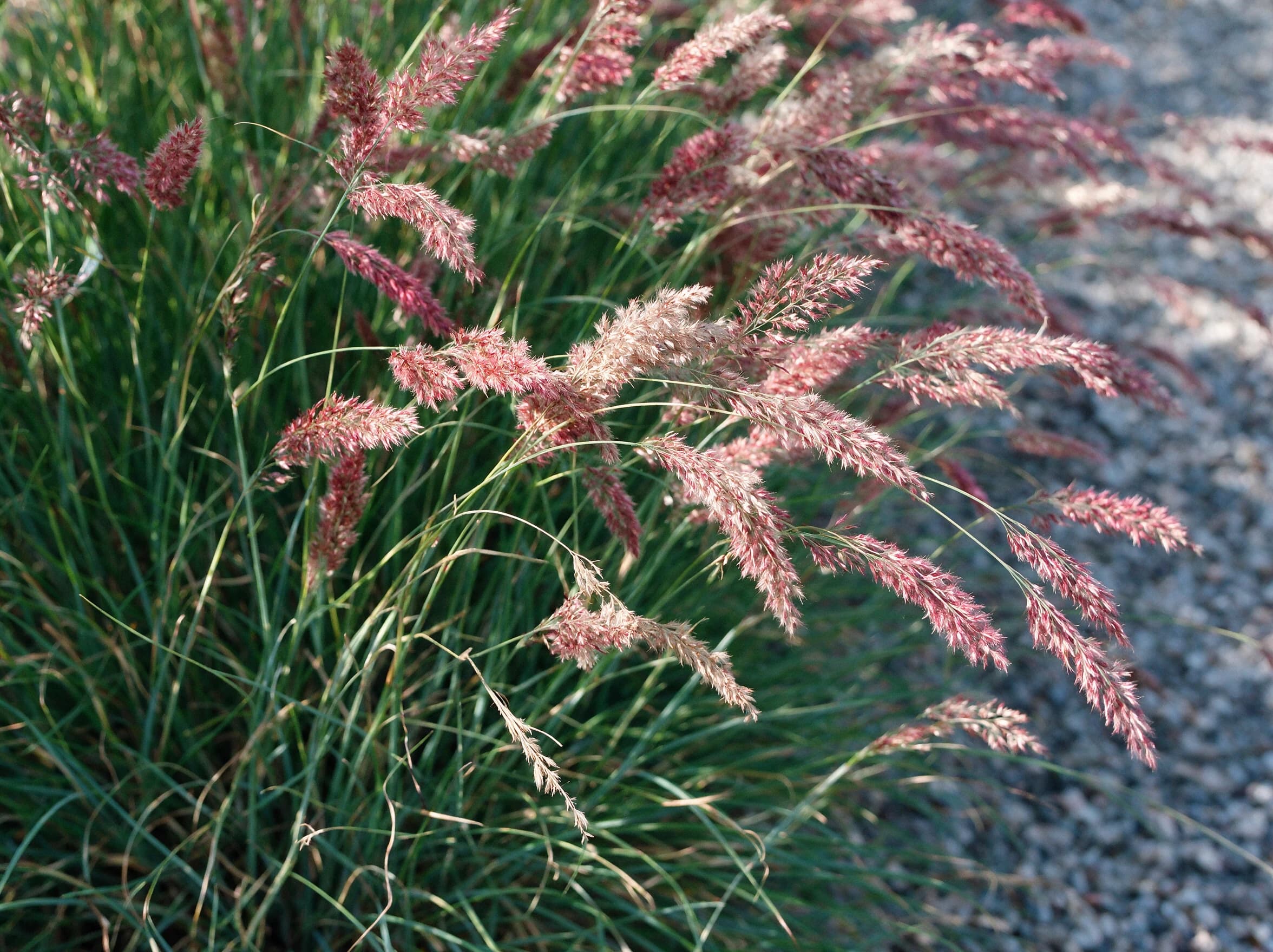 מלניס 'סוואנה׳ (melinis nerviglumis savannah) — תקריב פריחה, משתלת הדר נוי