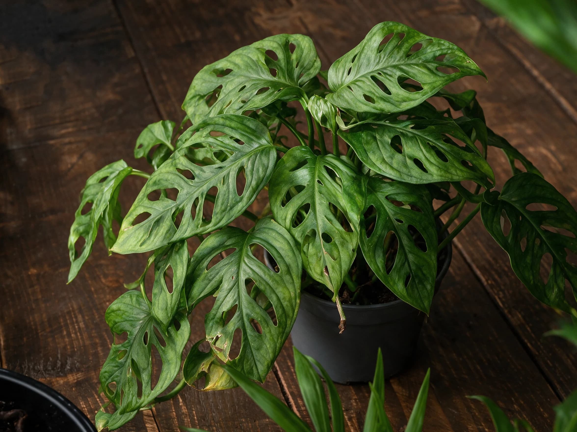 מונסטרה מנקי (monstera adansonii) — תקריב עלים, משתלת הדר נוי