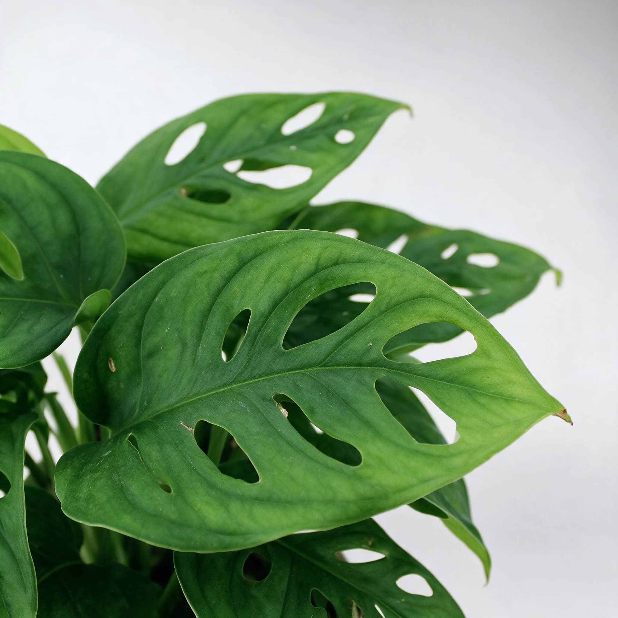 מונסטרה מנקי (monstera adansonii) — תקריב עלים, משתלת הדר נוי