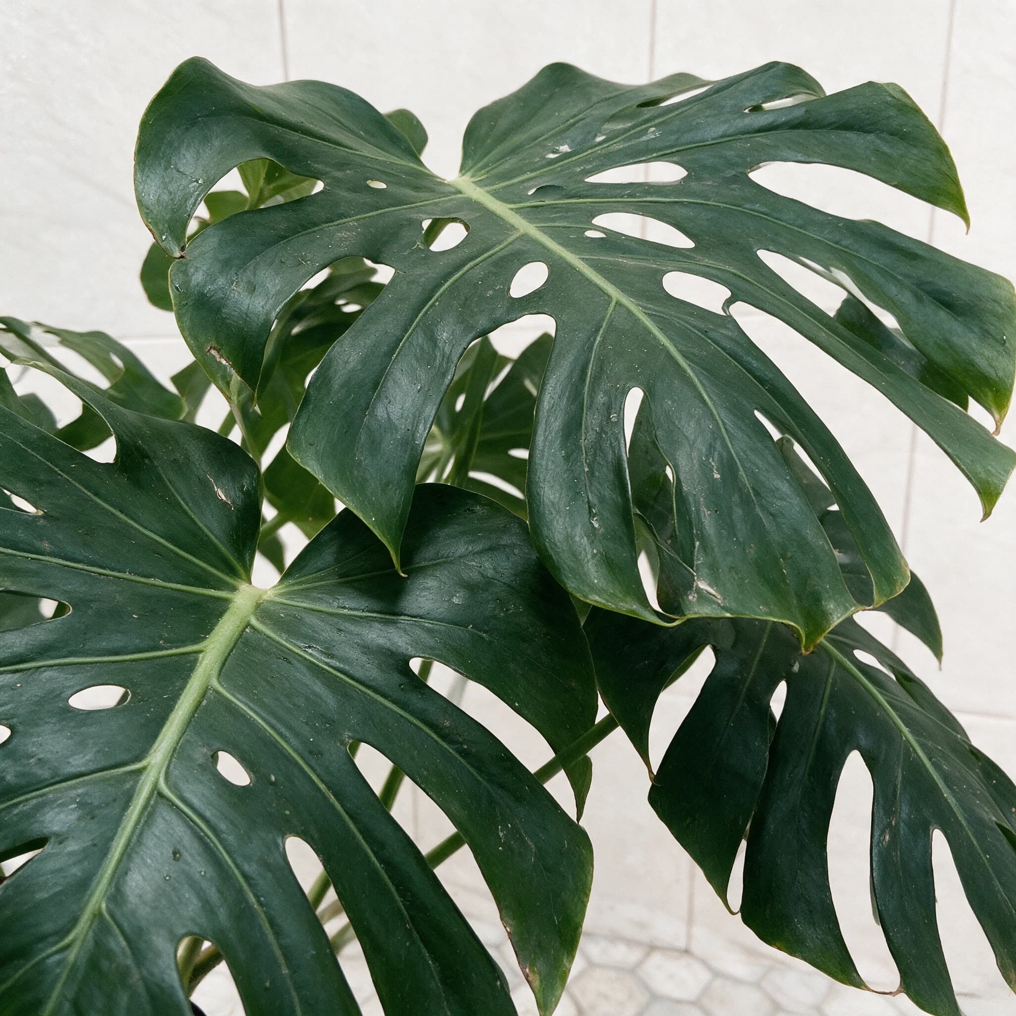 מונסטרה (monstera deliciosa) — תקריב עלים, משתלת הדר נוי