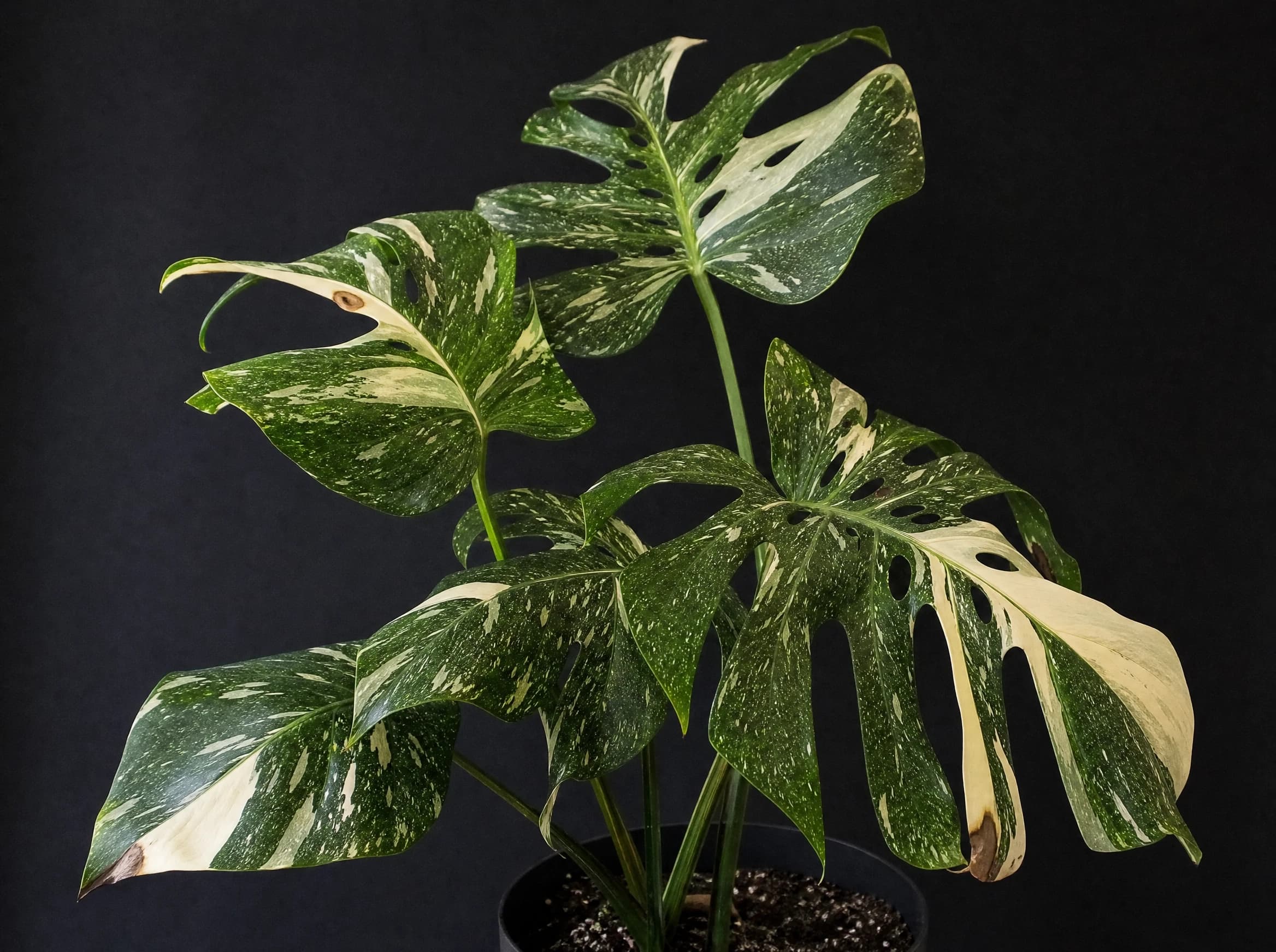 מונסטרה "תאי קונסטליישן" (monstera deliciosa thai constellation) — תקריב עלים, משתלת הדר נוי