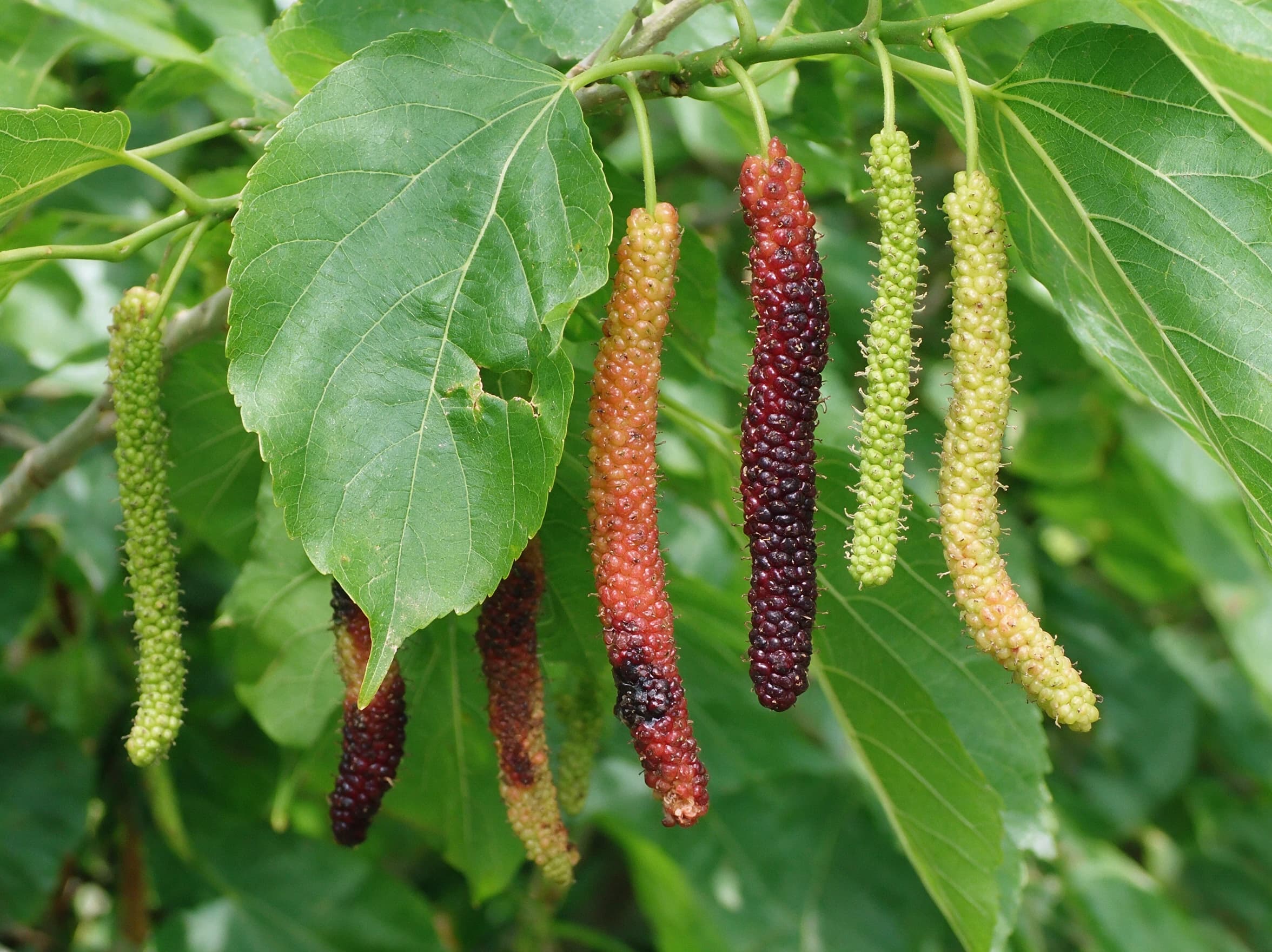 תות 'פקיסטני׳ (פרי ארוך) (morus macroura pakistan) — תקריב פרי, משתלת הדר נוי