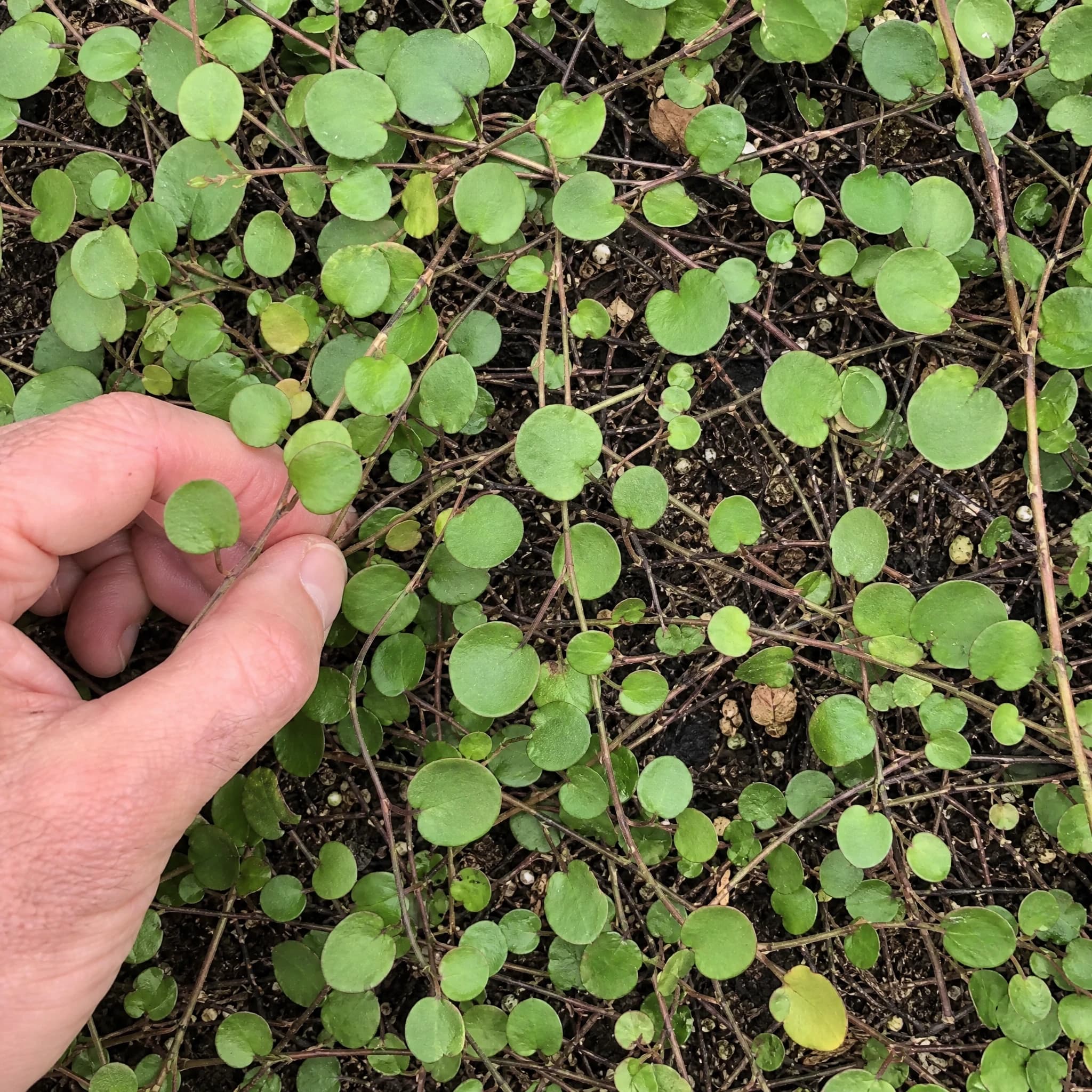 מילנבקייה תלייה (muehlenbeckia complexa) — תקריב עלים, משתלת הדר נוי