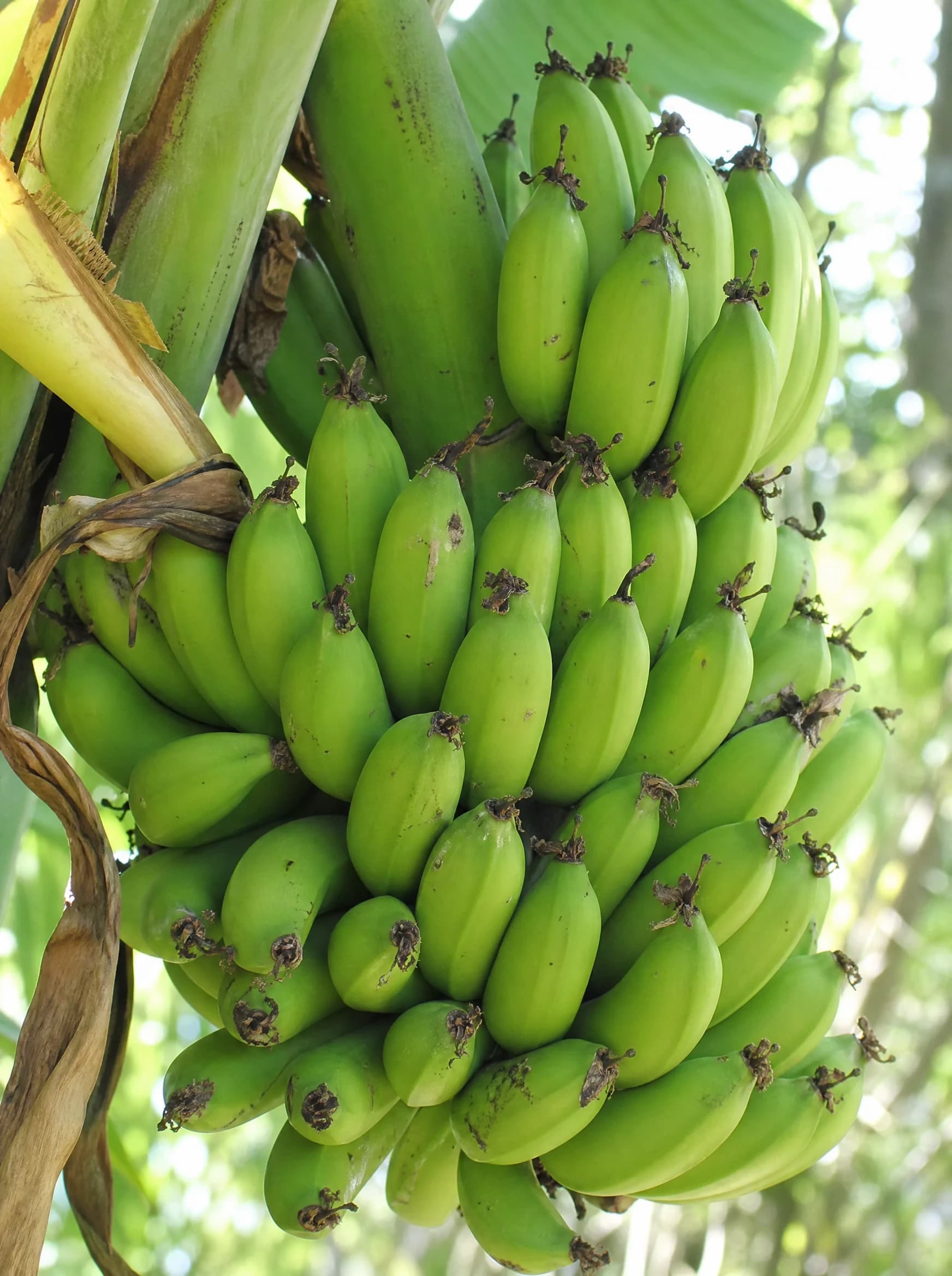 עץ בננה ננסית (musa acuminata dwarf cavendish) — תקריב פרי, משתלת הדר נוי