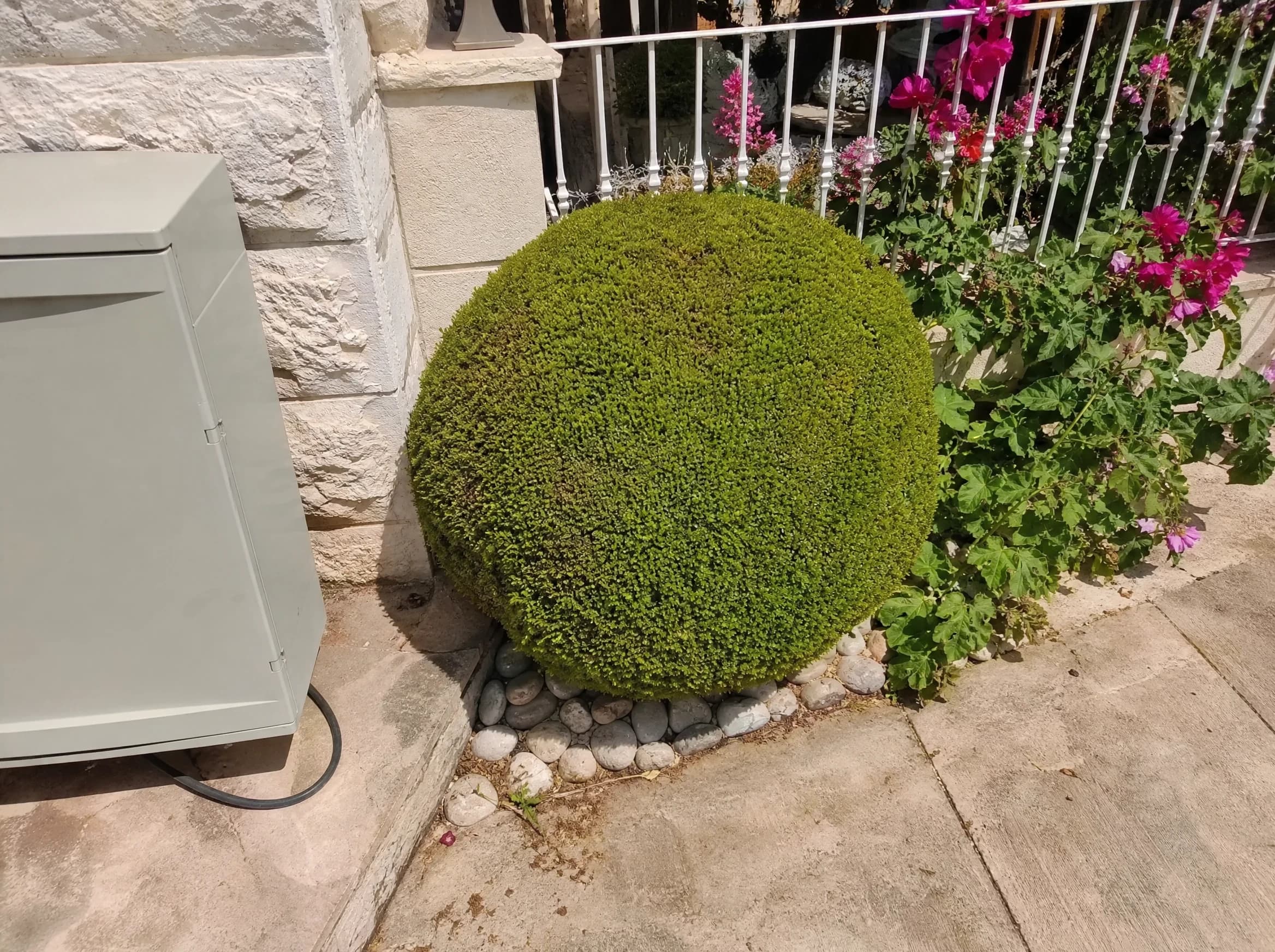 הדס מצוי (myrtus communis) — כדור הדס מגוזם על חלוקי נחל בחצר צד מרוצפת באבן — צמח מבטא בגינה, משתלת הדר נוי