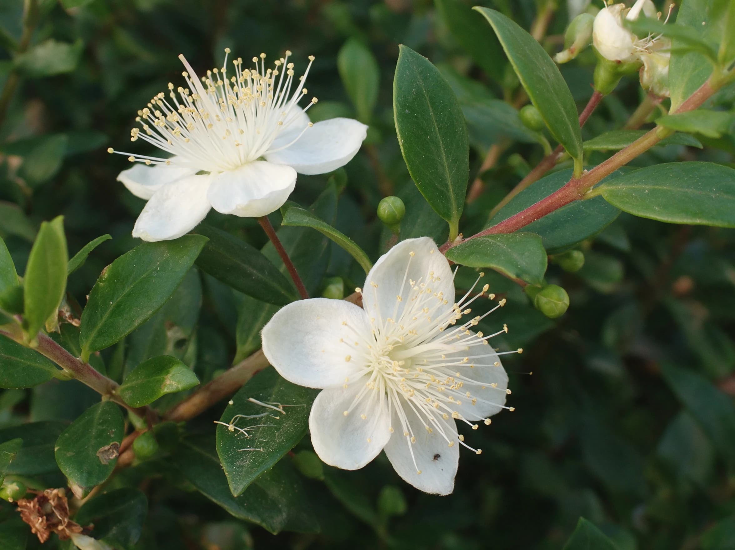 הדס מצוי (myrtus communis) — תקריב פריחה, משתלת הדר נוי