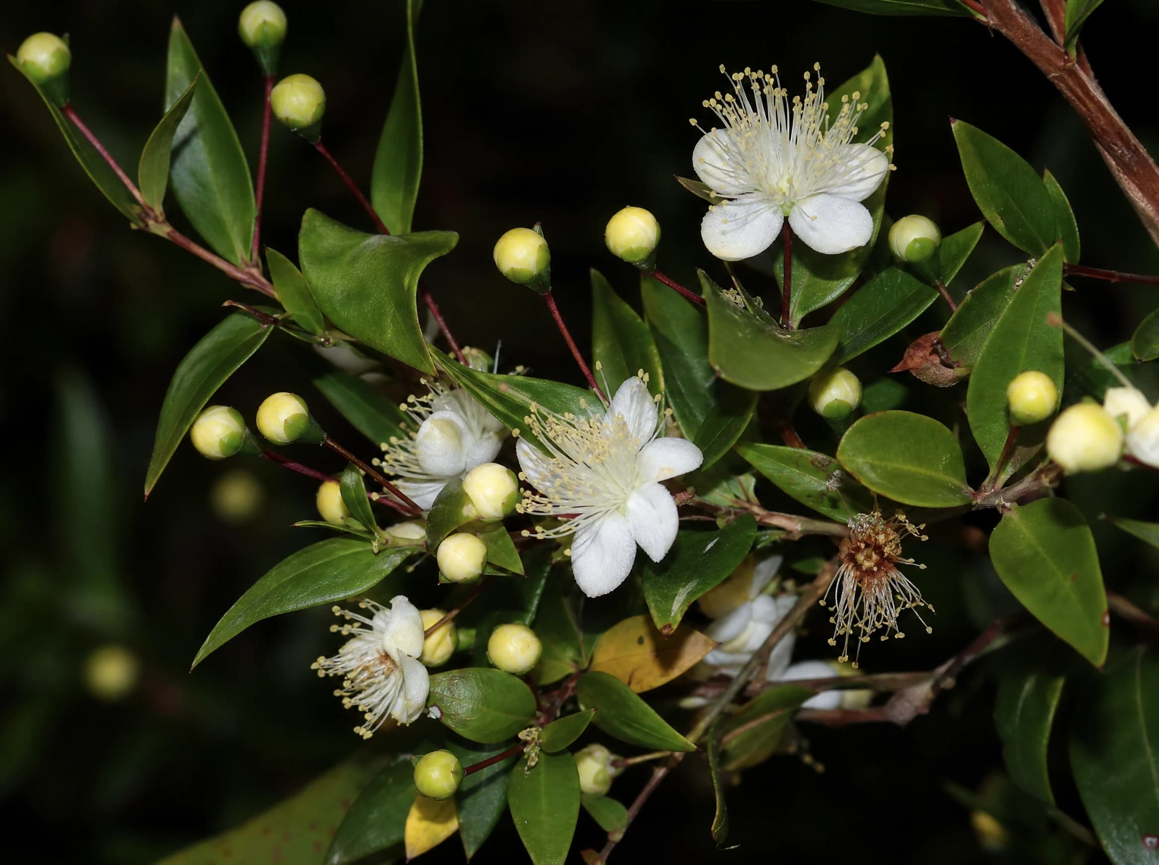 הדס מצוי (myrtus communis) — תקריב פריחה, משתלת הדר נוי