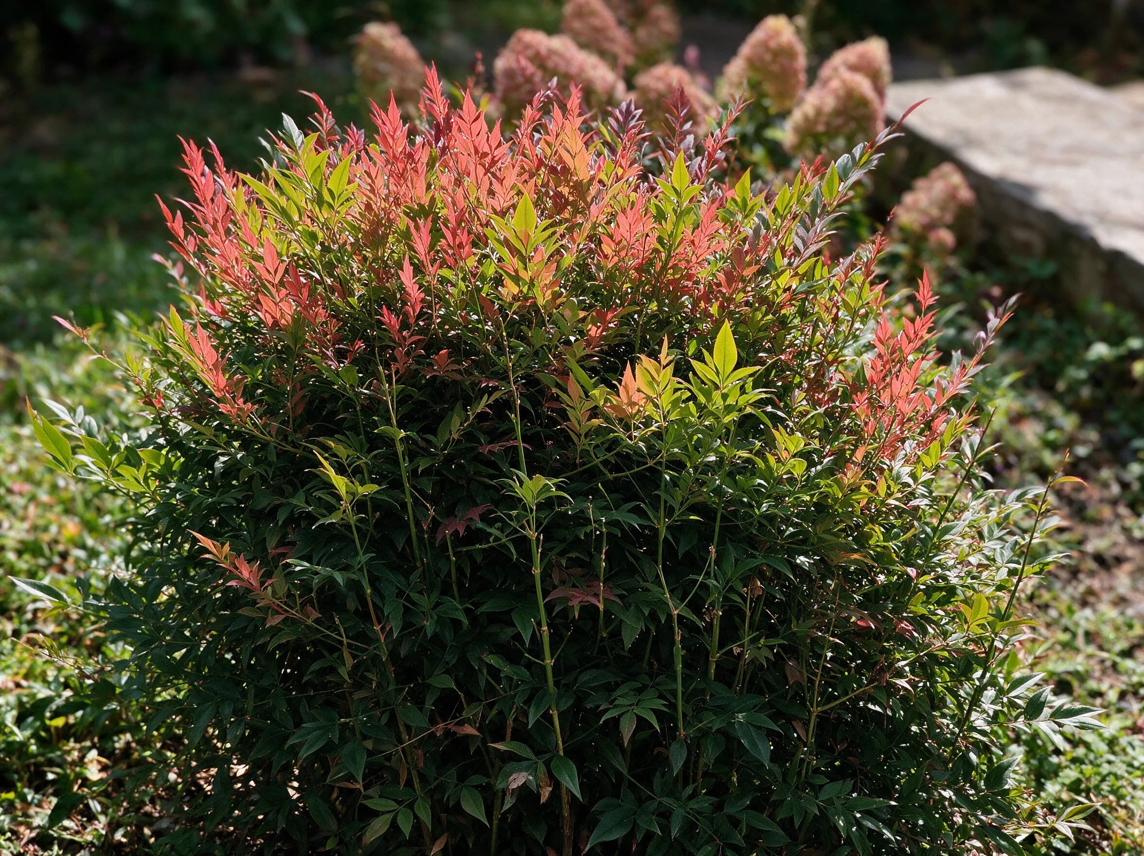 ננדינה תרבותית (nandina domestica) — שיח בעל נצרים דקים ועלווה חדשה בגוני אדום־כתום מעל עלים ירוקים — צמח מבטא בגינה, משתלת הדר נוי