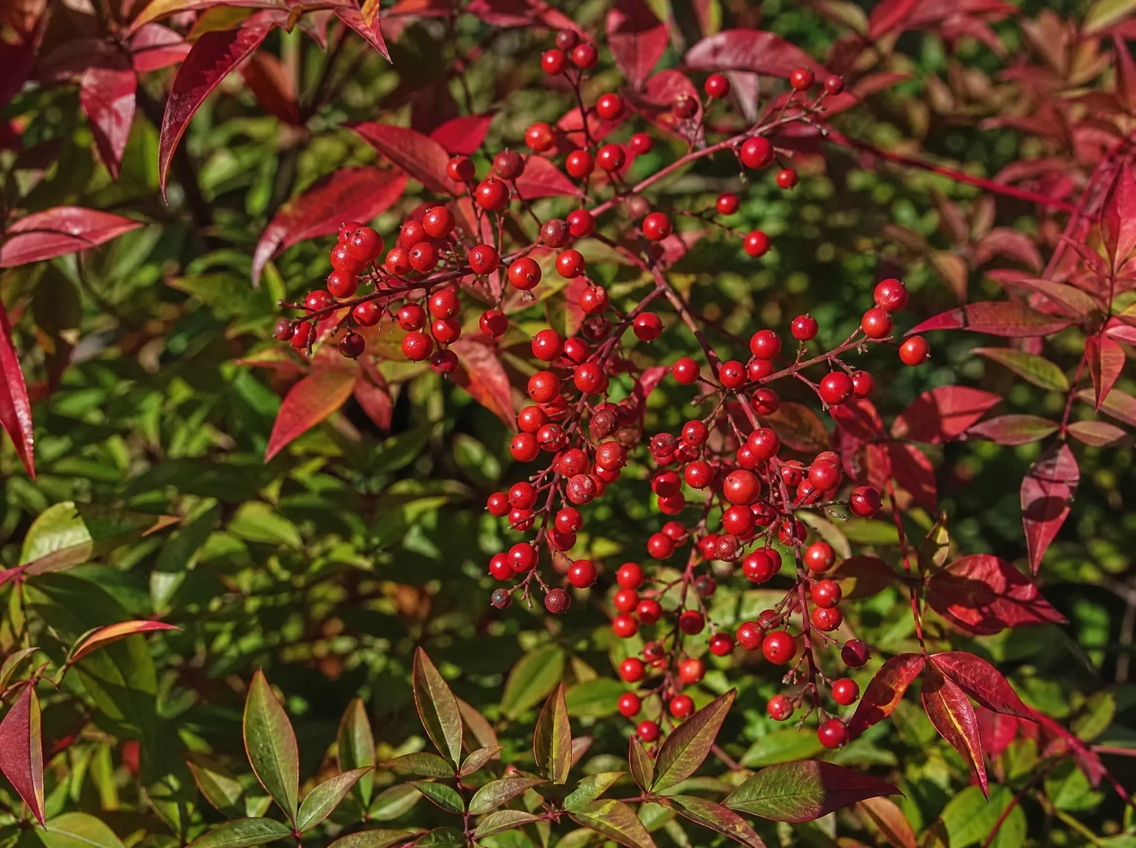 ננדינה תרבותית (nandina domestica) — תקריב פרי, משתלת הדר נוי