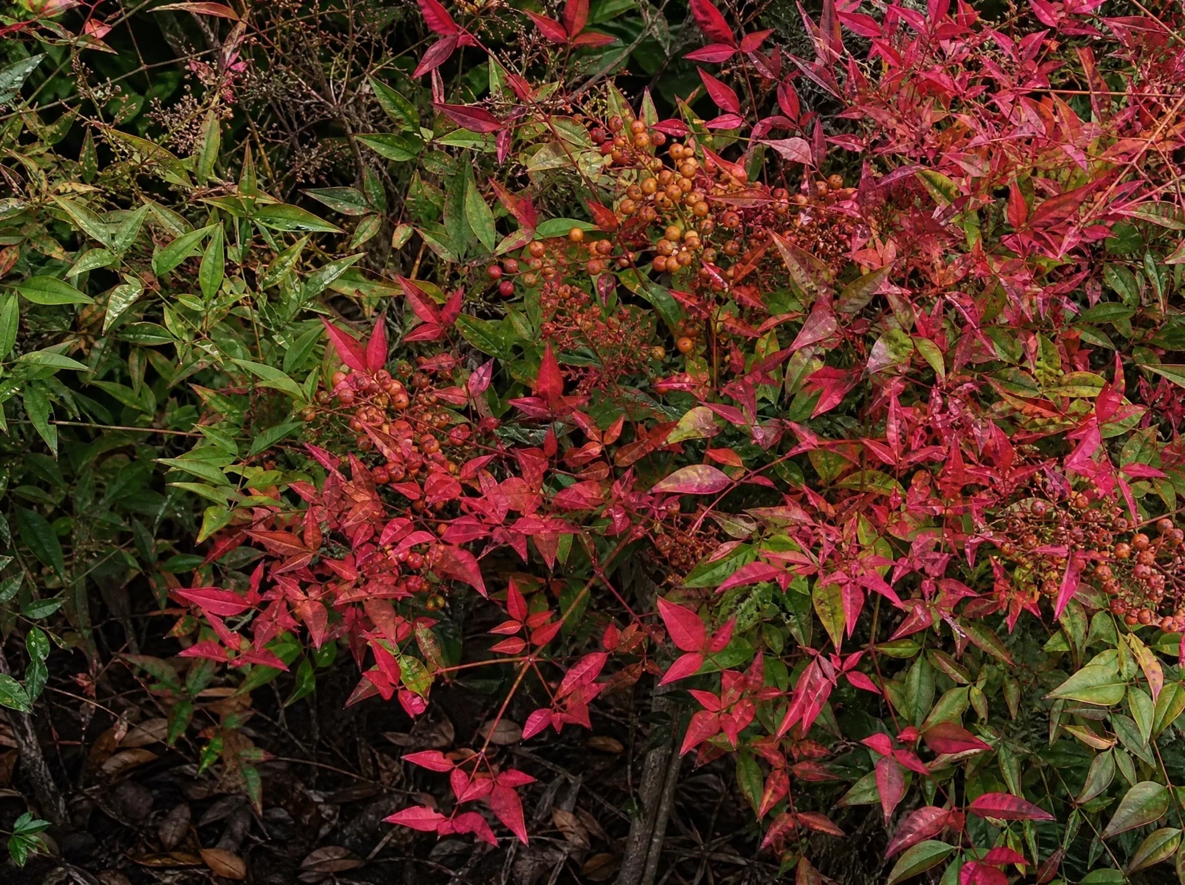 ננדינה תרבותית (nandina domestica) — תקריב עלים, משתלת הדר נוי