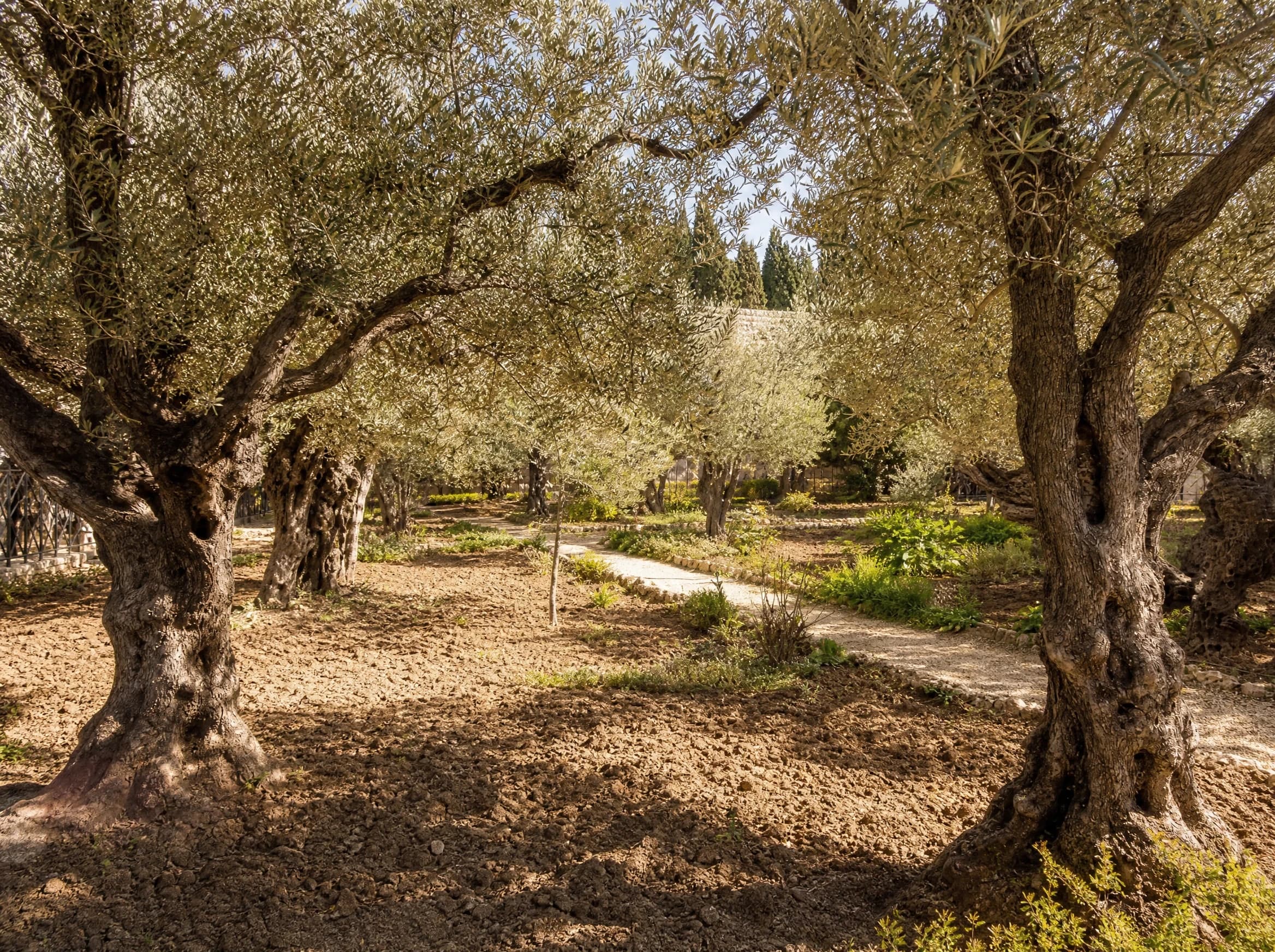 זית ג״ג (olea europaea) — שני עצי זית עתיקים מצלים על שביל עפר בגינה — הצללה, משתלת הדר נוי