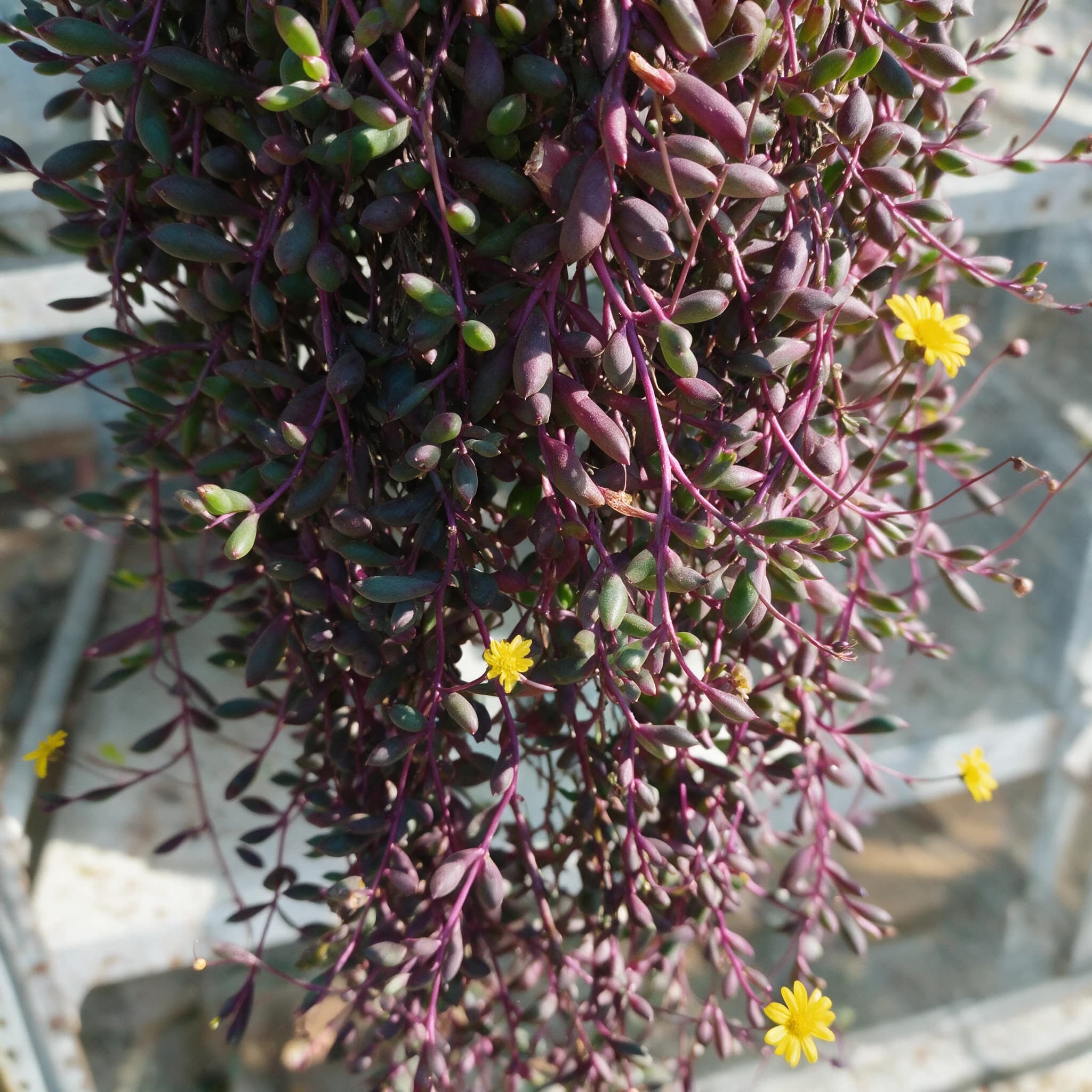 אותנית הכף (othonna capensis) — תקריב פריחה, משתלת הדר נוי