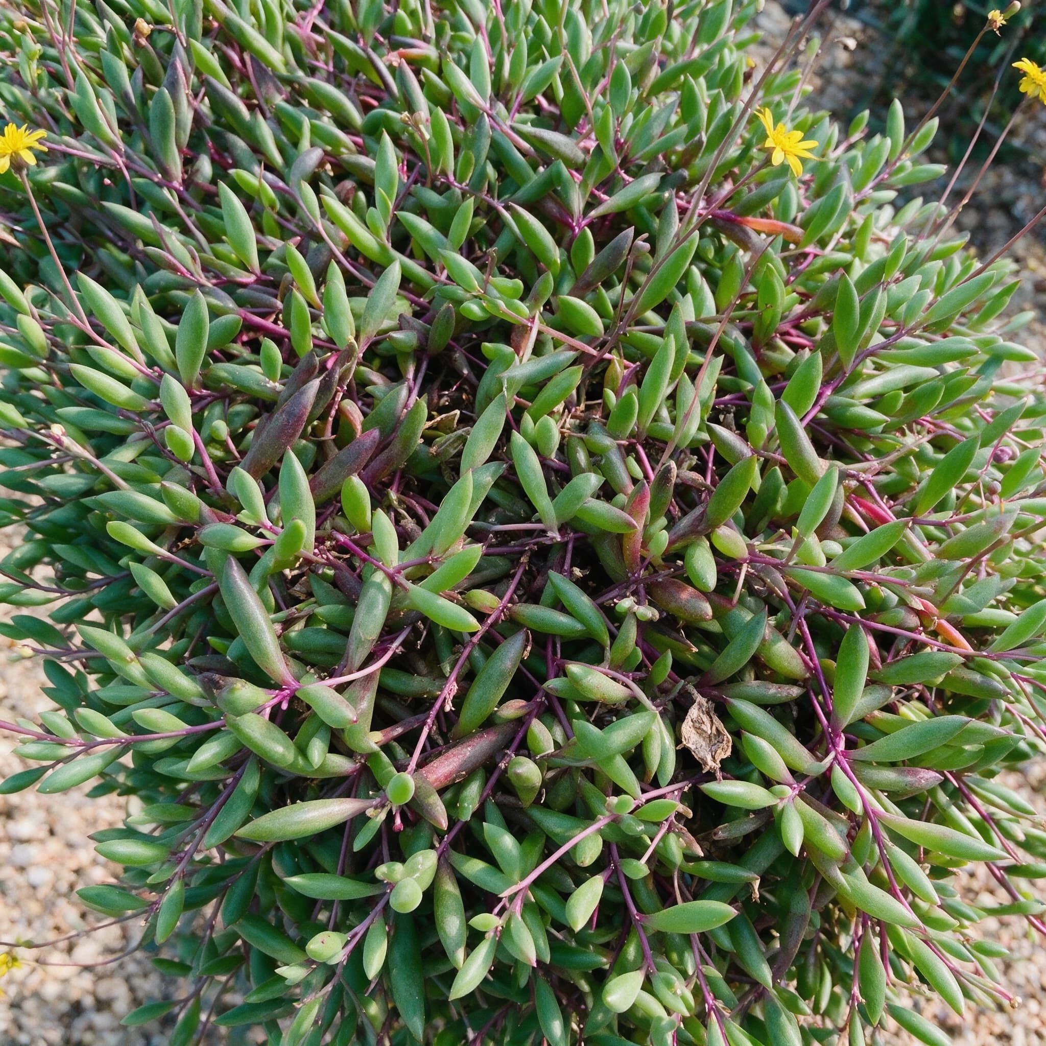 אותנית הכף (othonna capensis) — תקריב עלים, משתלת הדר נוי
