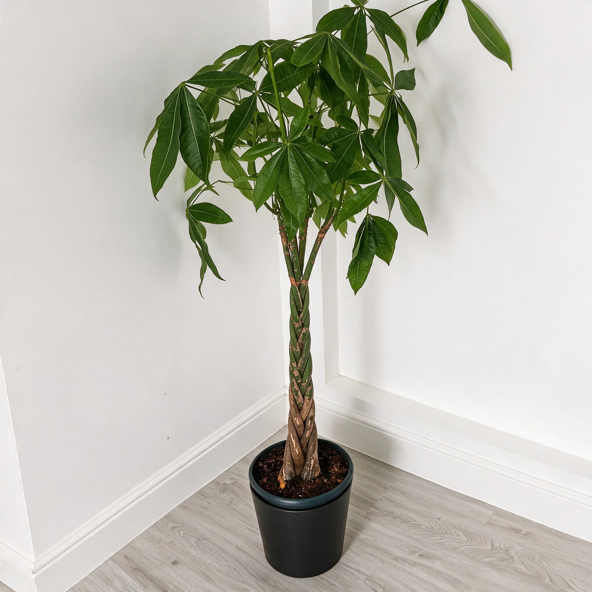 פכירה צמה (pachira aquatica), פכירה צמה בעציץ שחור בפינת חדר לבנה, צמח בית בסלון ובמשרד, משתלת הדר נוי