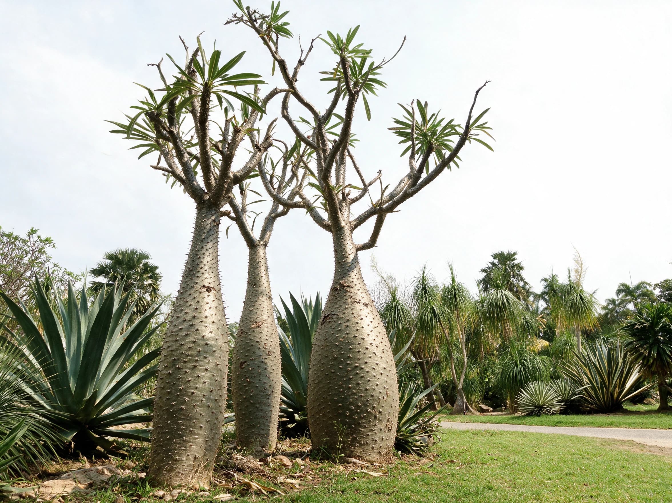 פכיפודיום בודד (pachypodium lamerei) — שלושה גזעים בקבוקיים קוצניים עם צמרות עלים צרים בגינה מדברית — צמח מבטא בגינה, משתלת הדר נוי