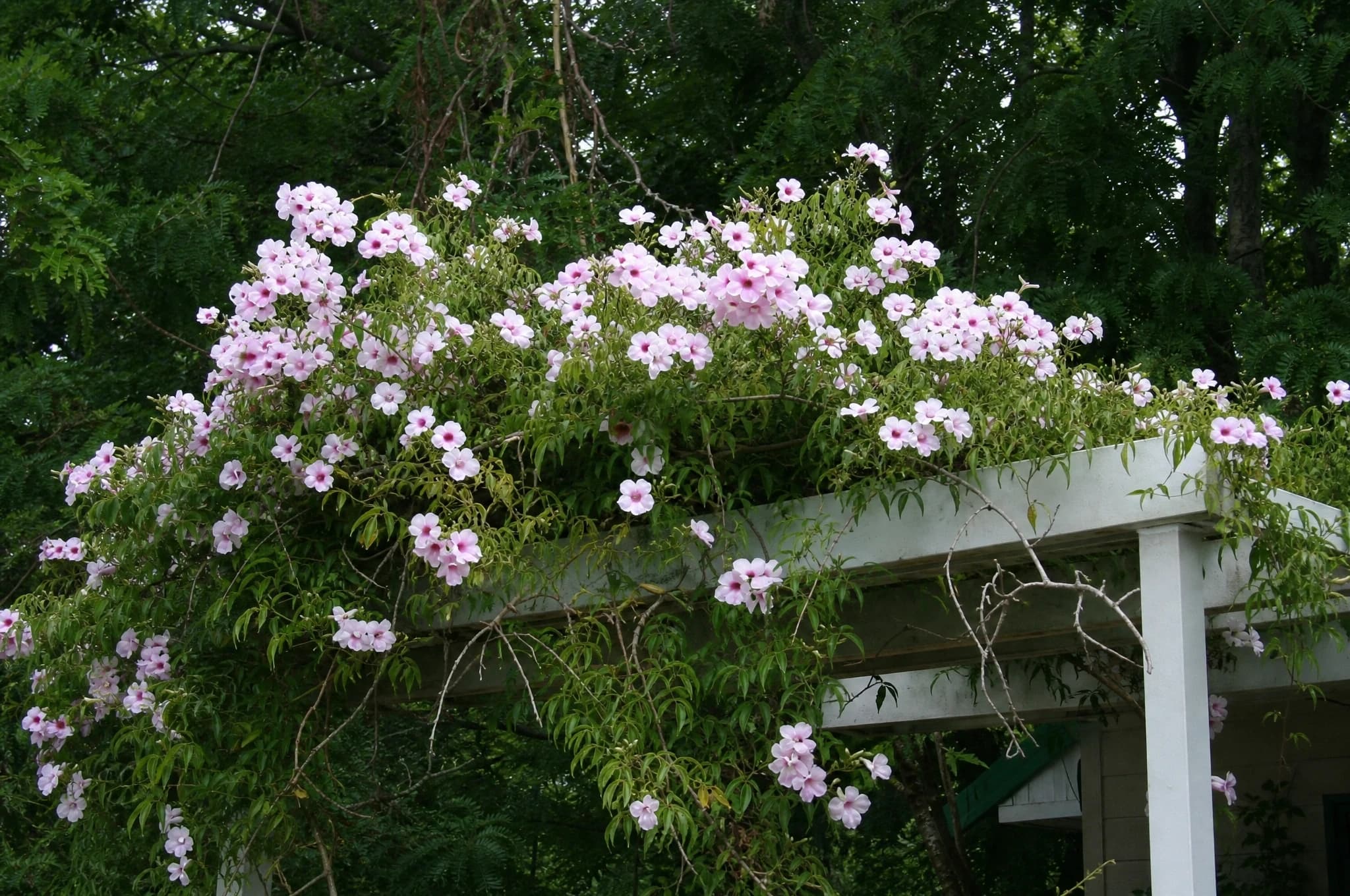 פנדוראה ירוקה (pandorea jasminoides) — פנדוראה פורחת בוורוד מכסה פרגולה מעל פינת ישיבה — מטפס על קיר ופרגולה, משתלת הדר נוי