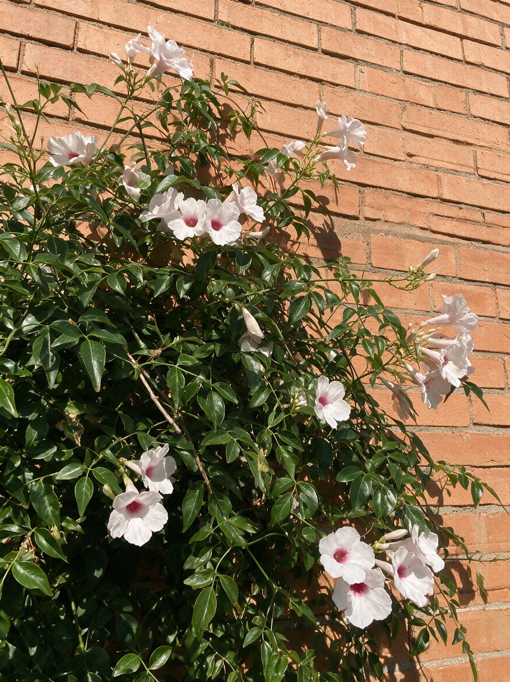 פנדוראה ירוקה (pandorea jasminoides) — פנדוראה פורחת בלבן עם גרון ארגמן על קיר לבנים — מטפס על קיר ופרגולה, משתלת הדר נוי