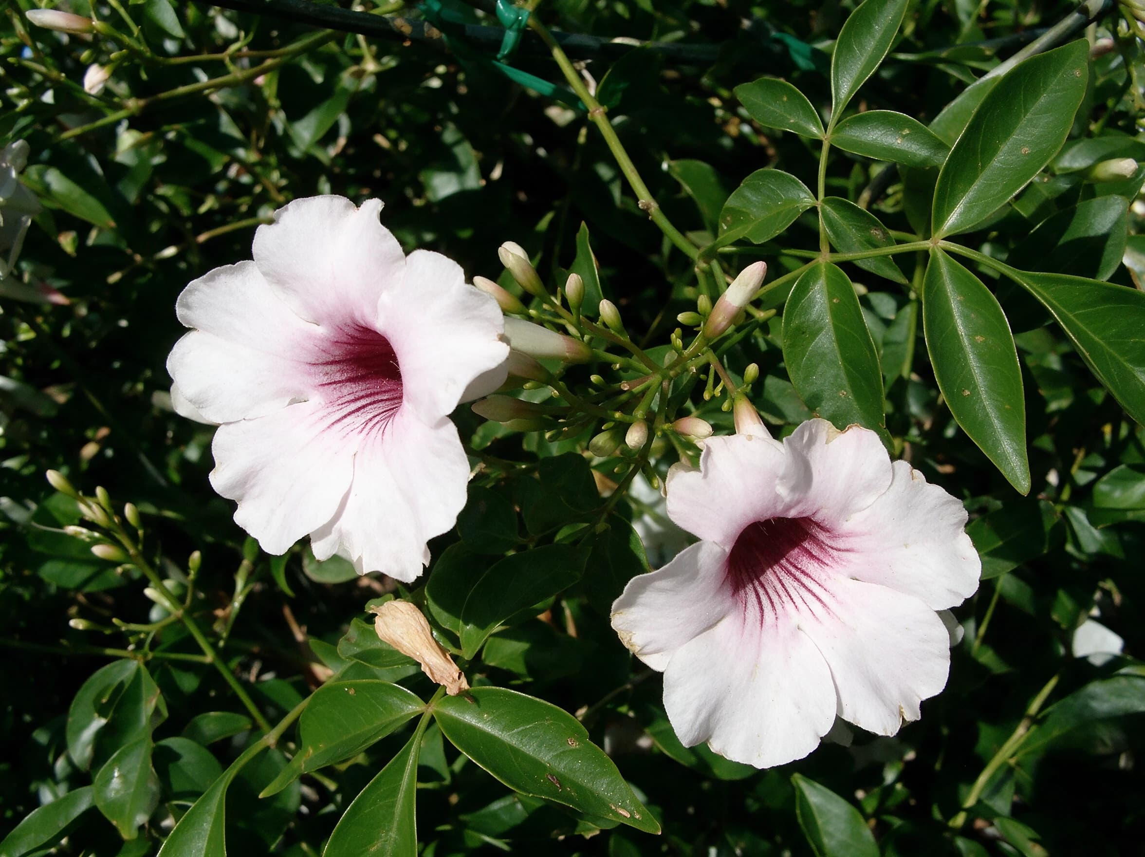 פנדוראה ירוקה (pandorea jasminoides) — תקריב פריחה, משתלת הדר נוי