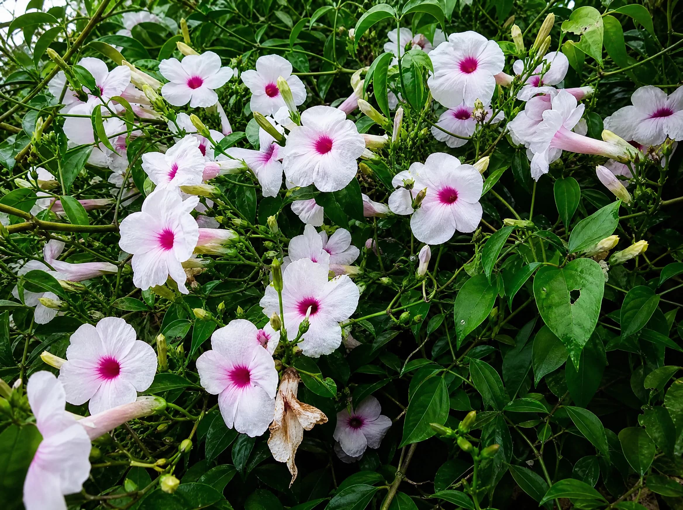 פנדוראה ירוקה (pandorea jasminoides) — תקריב פריחה, משתלת הדר נוי
