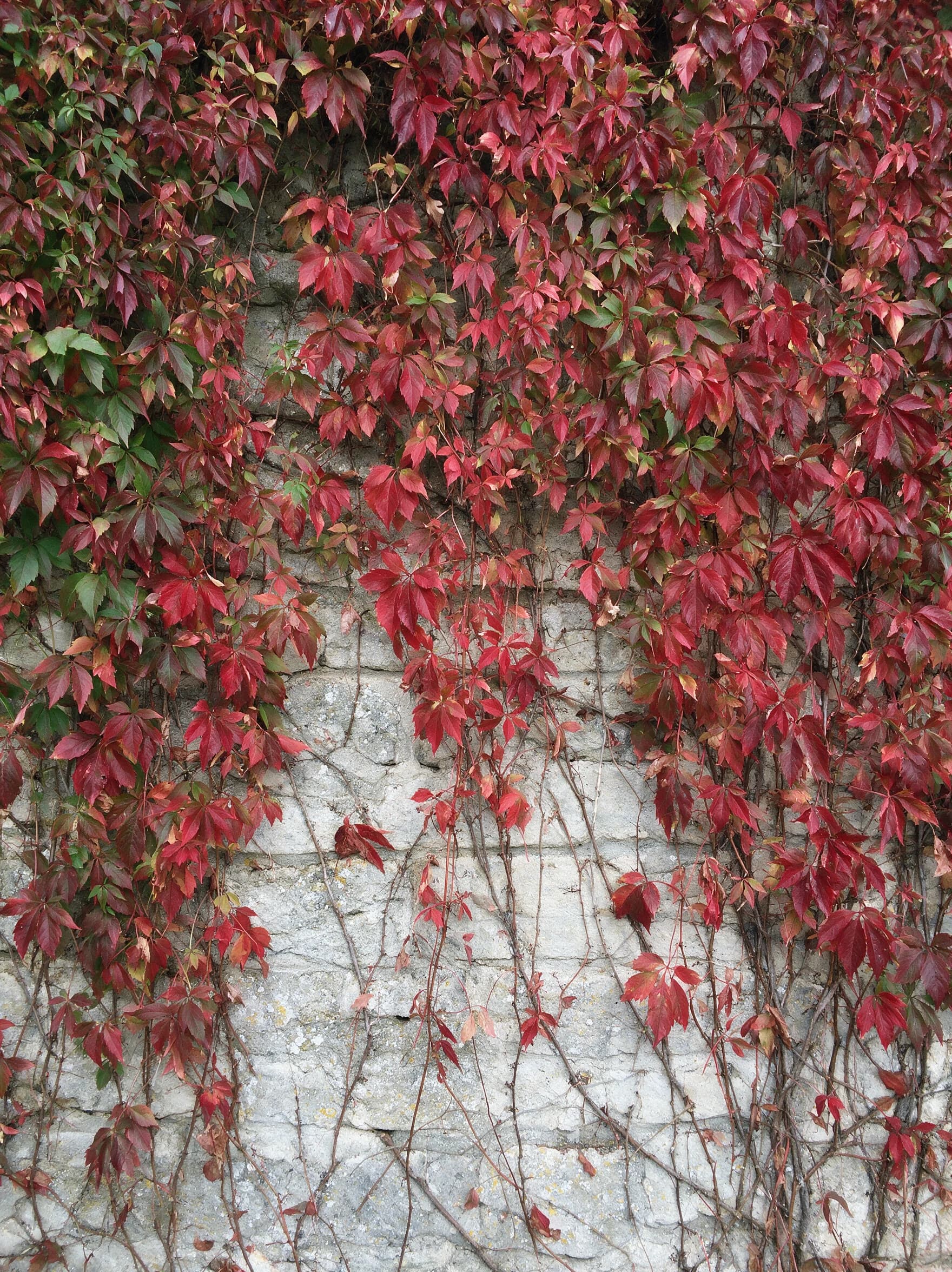 גפנית מחומשת (parthenocissus quinquefolia) — גפנית מחומשת בצבעי סתיו אדומים מכסה קיר אבן — מטפס על קיר ופרגולה, משתלת הדר נוי