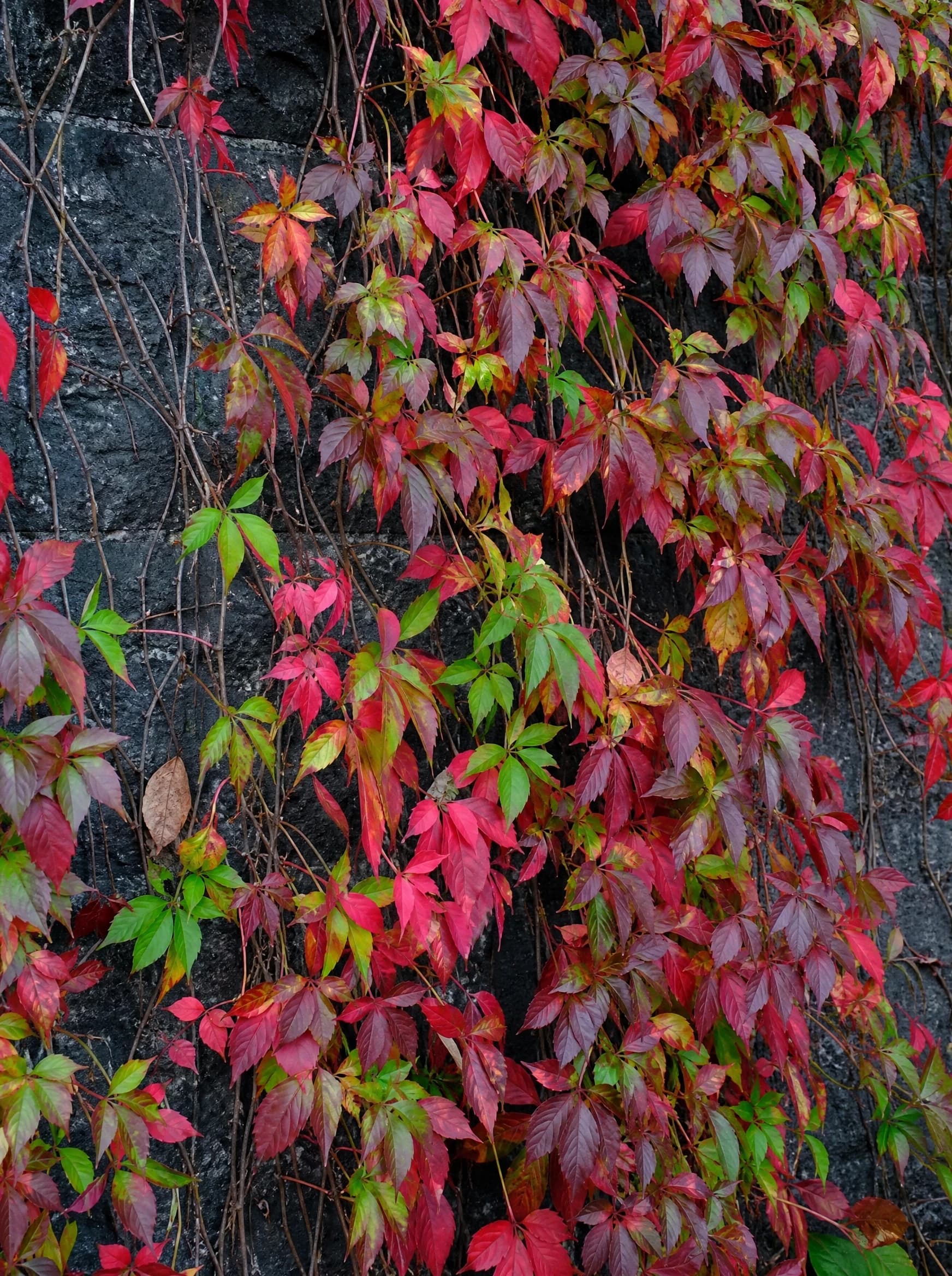 גפנית מחומשת (parthenocissus quinquefolia) — גפנית מחומשת בצבעי סתיו אדומים מכסה קיר אבן כהה — מטפס על קיר ופרגולה, משתלת הדר נוי