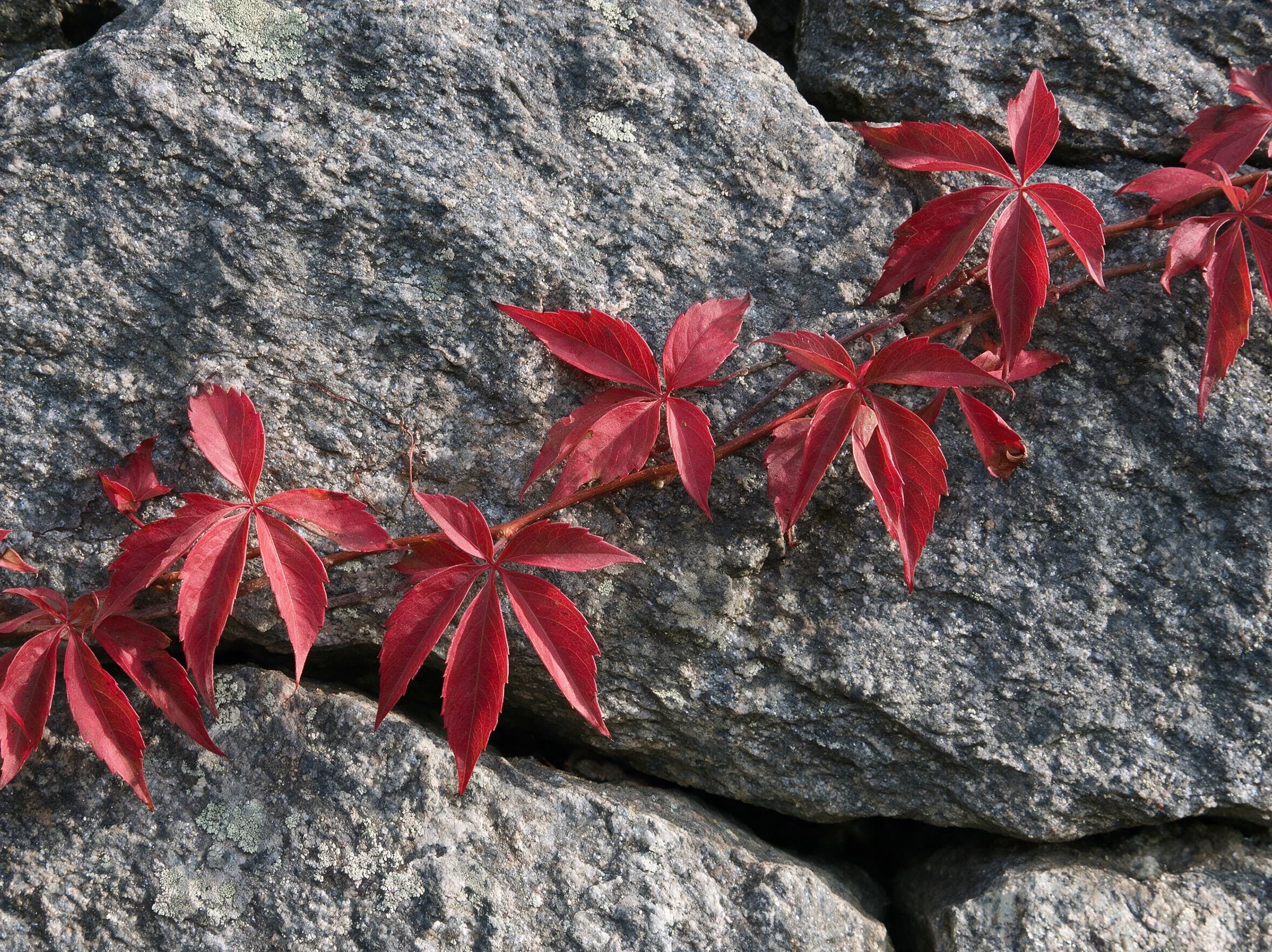 גפנית מחומשת (parthenocissus quinquefolia) — תקריב עלים, משתלת הדר נוי