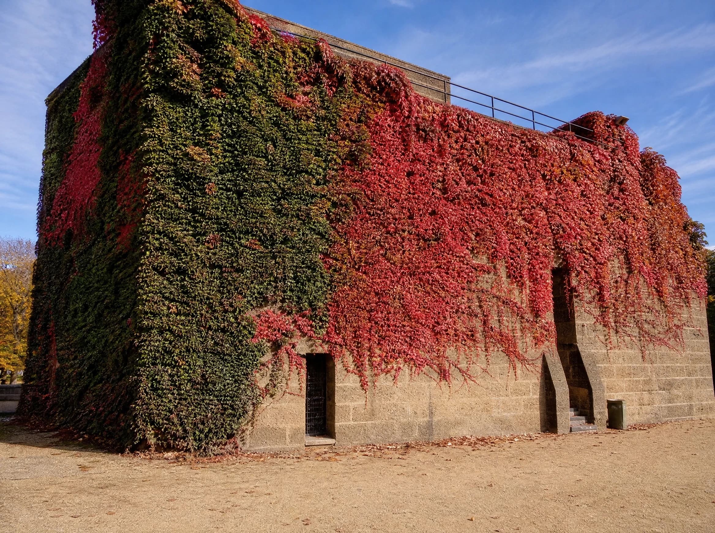 גפנית (parthenocissus tricuspidata) — גפנית מטפסת מכסה קיר מבנה אבן בצבעי סתיו אדום וירוק — מטפס על קיר ופרגולה, משתלת הדר נוי
