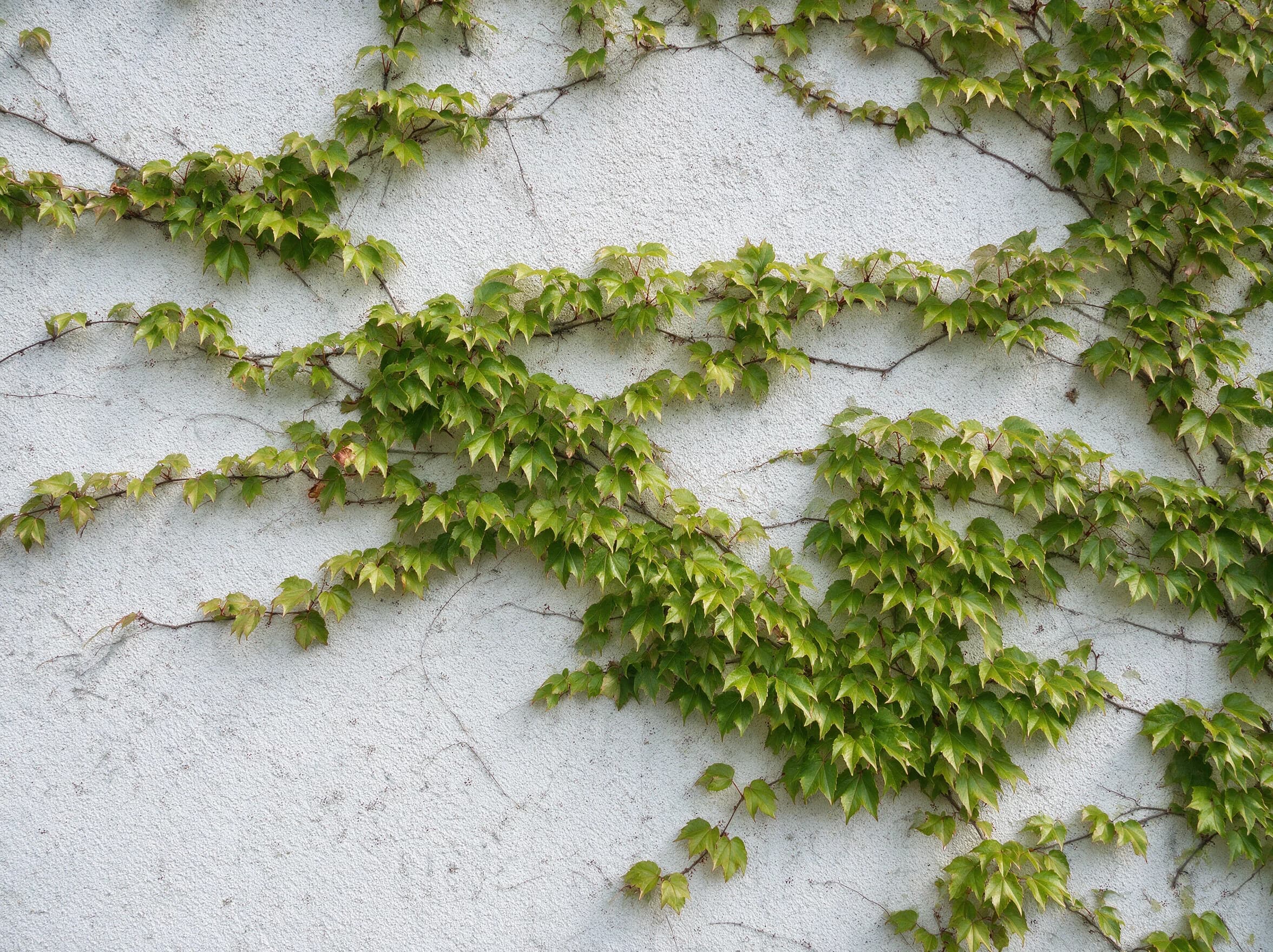 גפנית (parthenocissus tricuspidata) — נופי גפנית צעירים מתפשטים על קיר מטויח לבן — מטפס על קיר ופרגולה, משתלת הדר נוי