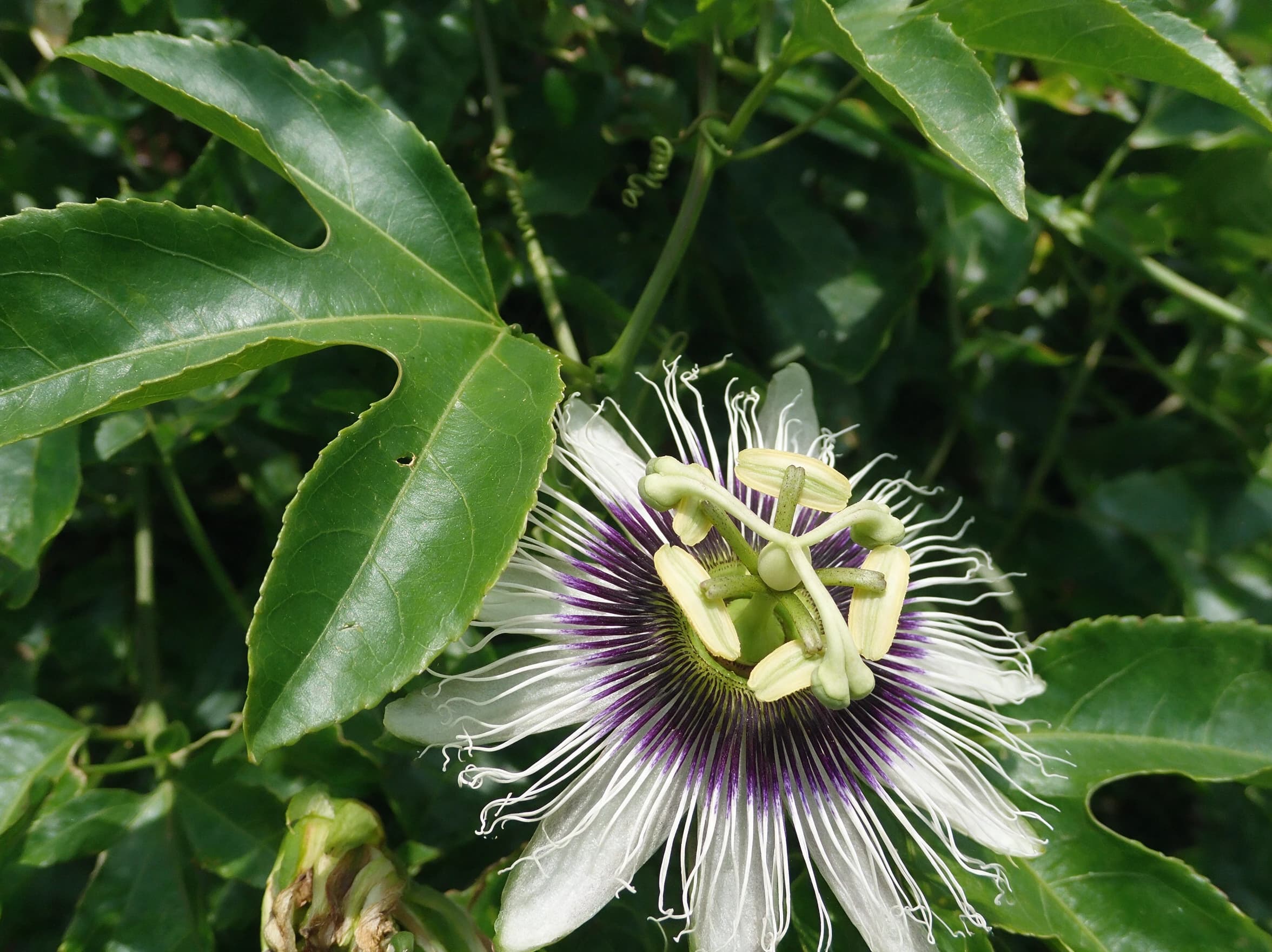 פסיפלורה (שעונית) (passiflora edulis) — תקריב פריחה, משתלת הדר נוי