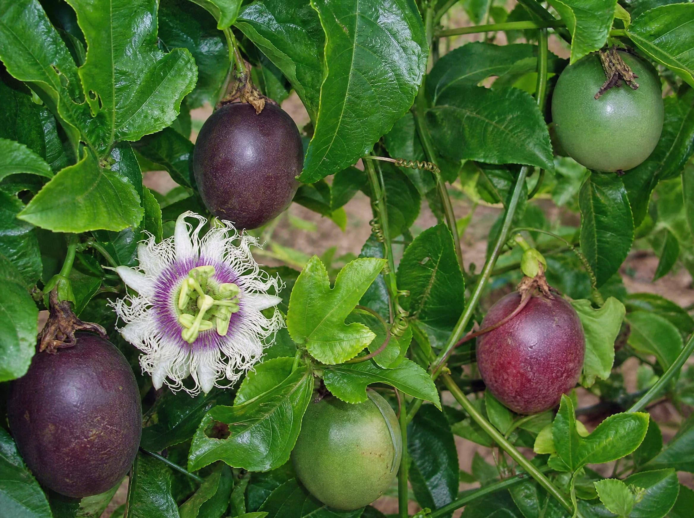 פסיפלורה (שעונית) (passiflora edulis) — תקריב פרי, משתלת הדר נוי