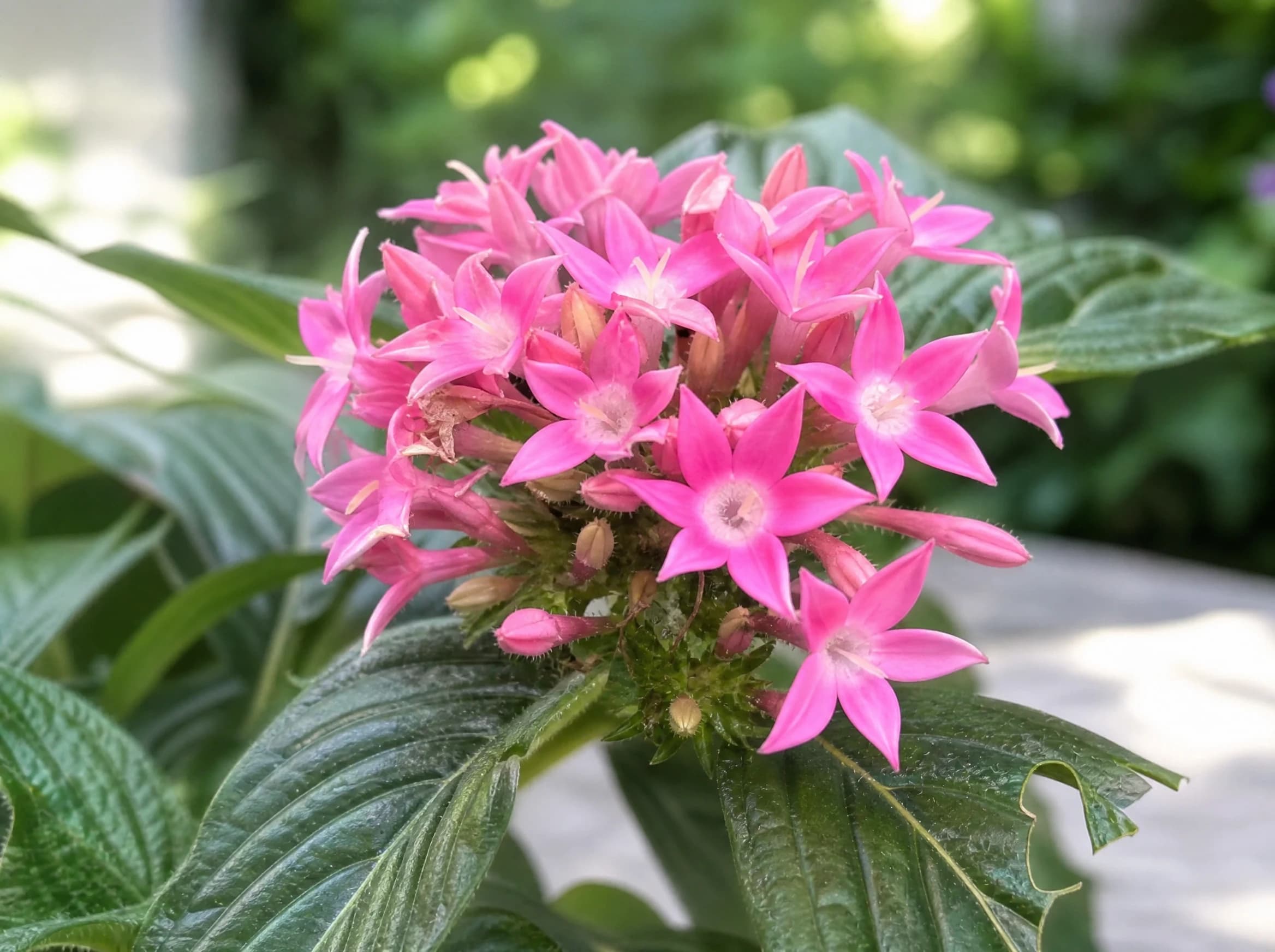 פאנטס ורוד (pentas lanceolata) — תקריב פריחה, משתלת הדר נוי