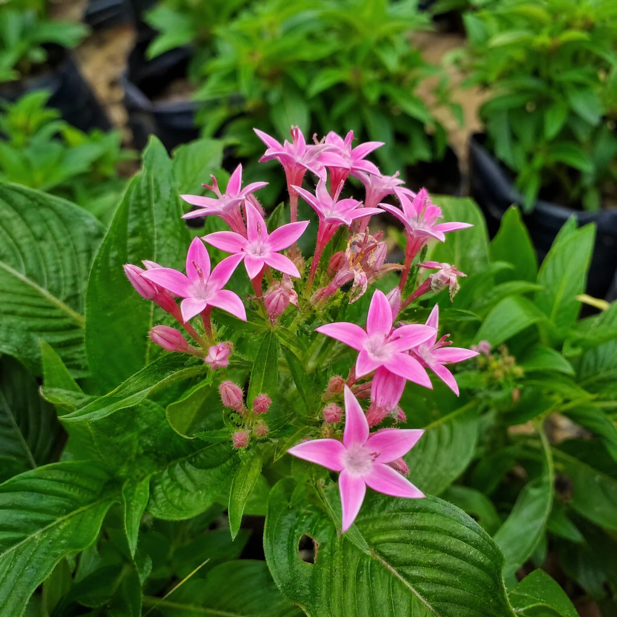 פאנטס ורוד (pentas lanceolata) — תקריב פריחה, משתלת הדר נוי