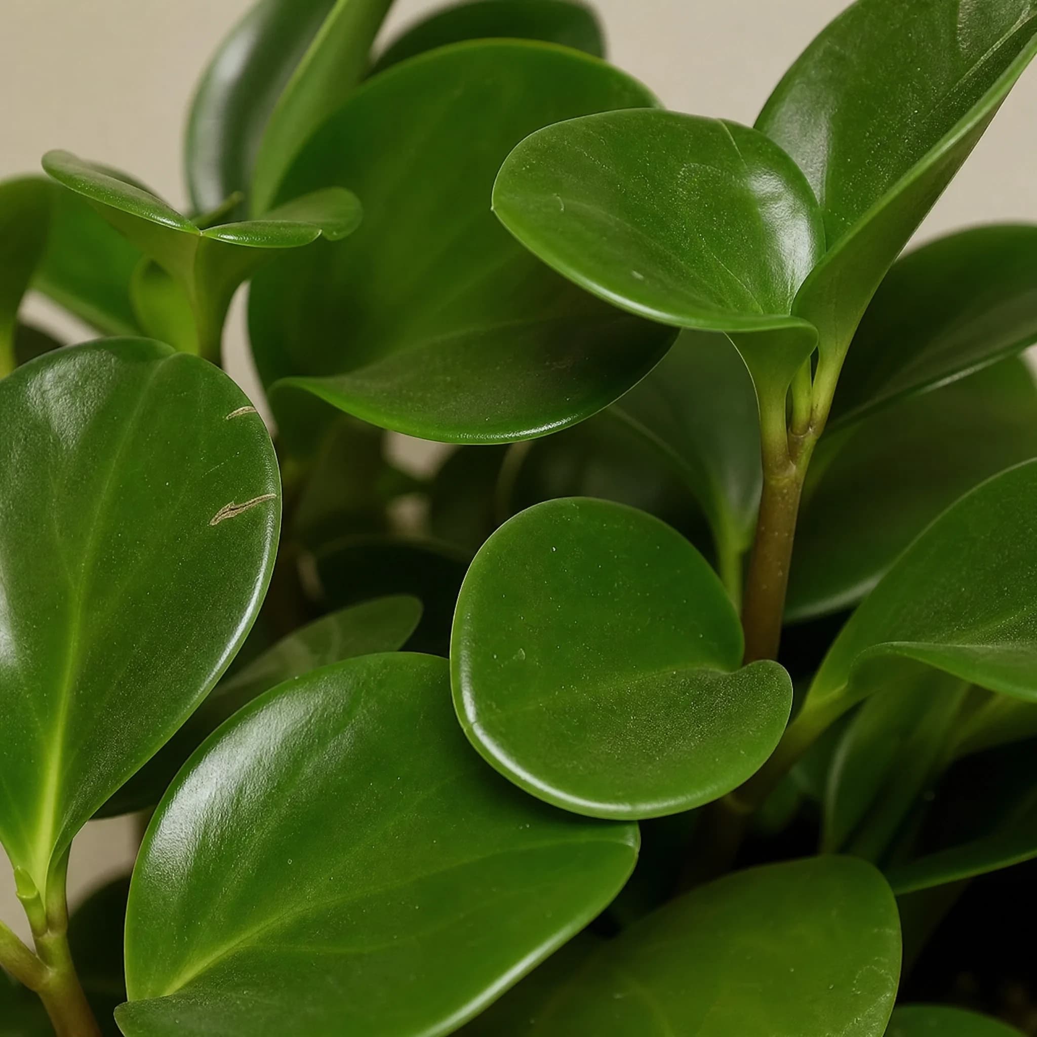 פפרומיה מגנוליה ירוקה (peperomia obtusifolia magnolia green) — תקריב עלים, משתלת הדר נוי