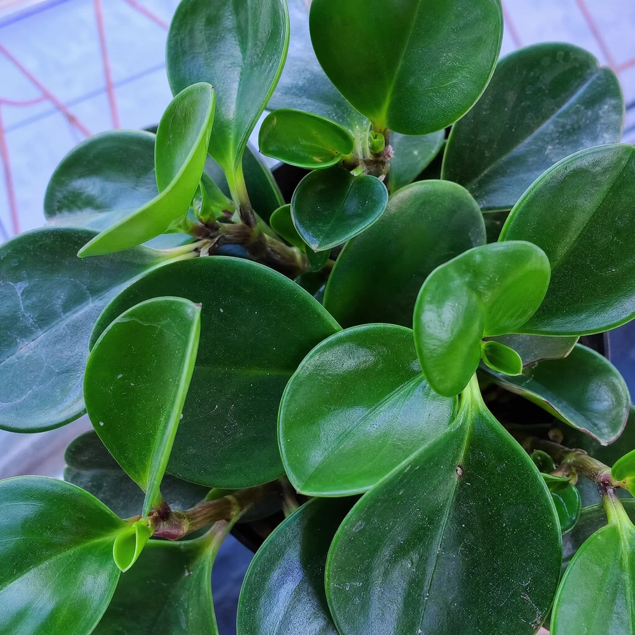 פפרומיה מגנוליה ירוקה (peperomia obtusifolia magnolia green) — תקריב עלים, משתלת הדר נוי