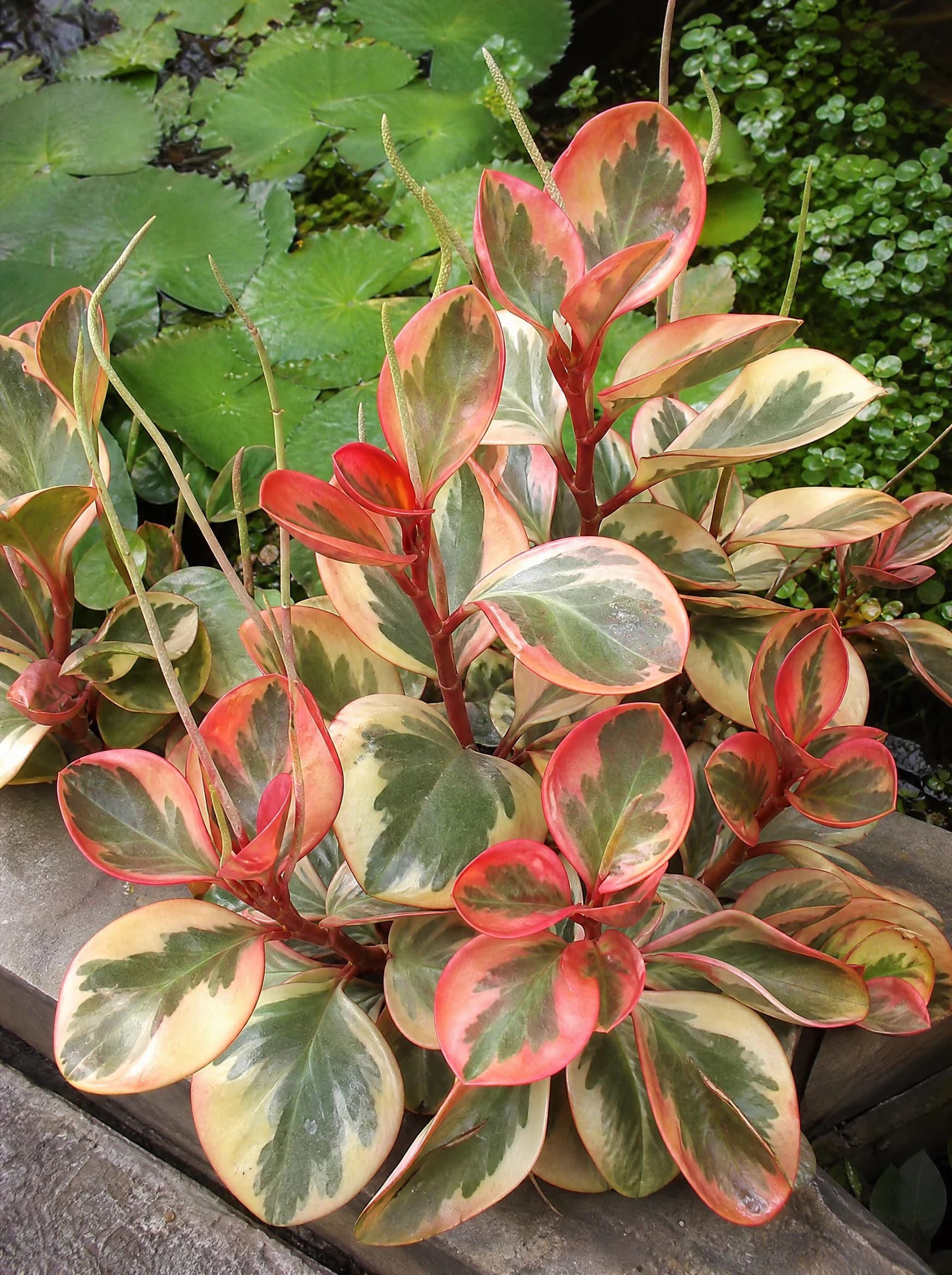 פפרומיה מגנוליה אדומה (peperomia obtusifolia magnolia red) — תקריב עלים, משתלת הדר נוי