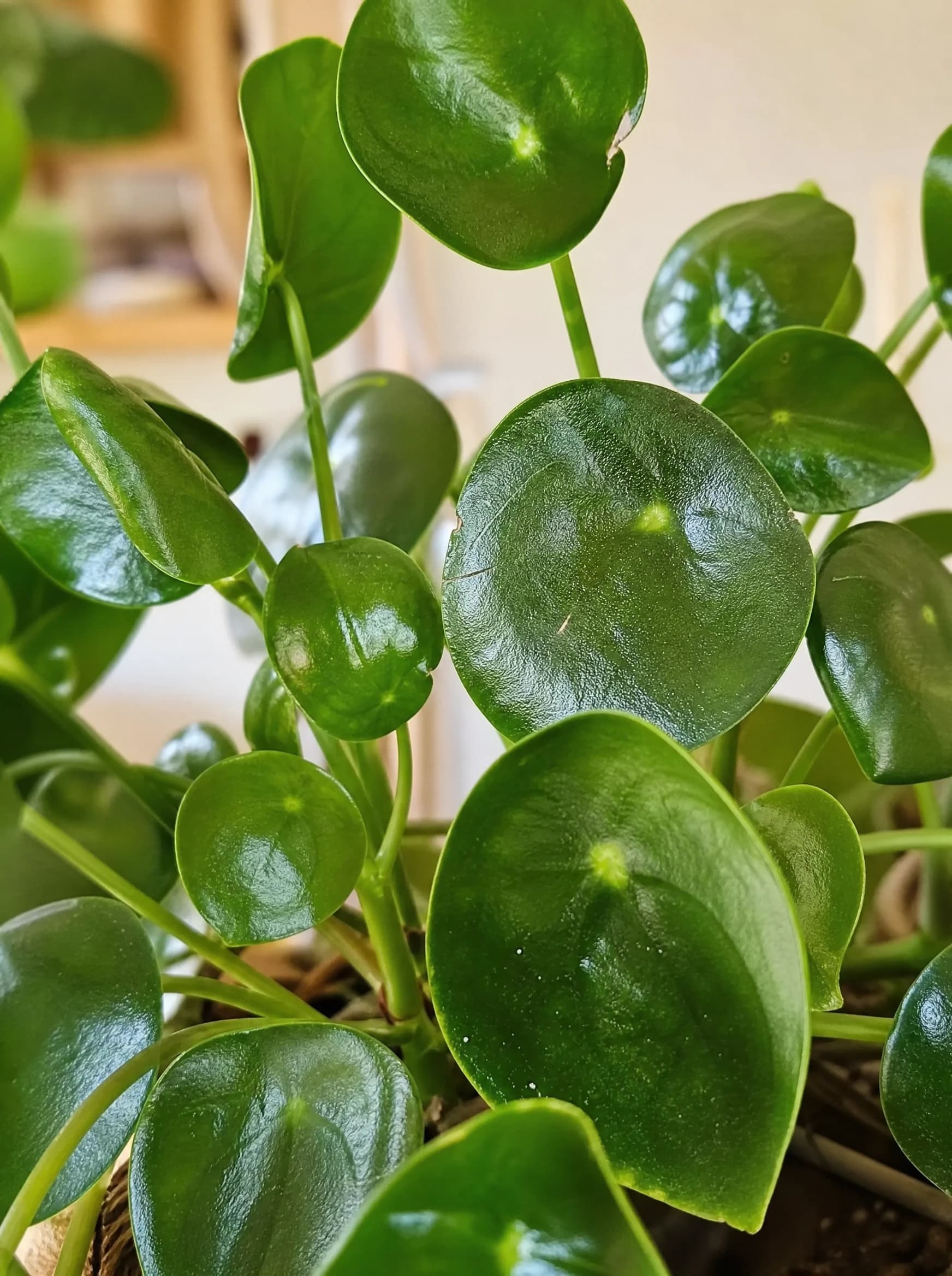 פפרומיה 'ריין דרופ׳ (peperomia polybotrya raindrop) — תקריב עלים, משתלת הדר נוי