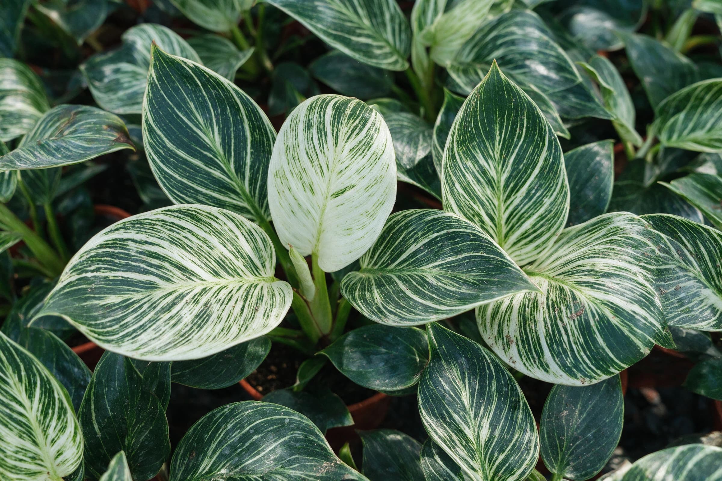 פילודנדרון 'ברקין׳ (philodendron birkin) — תקריב עלים, משתלת הדר נוי