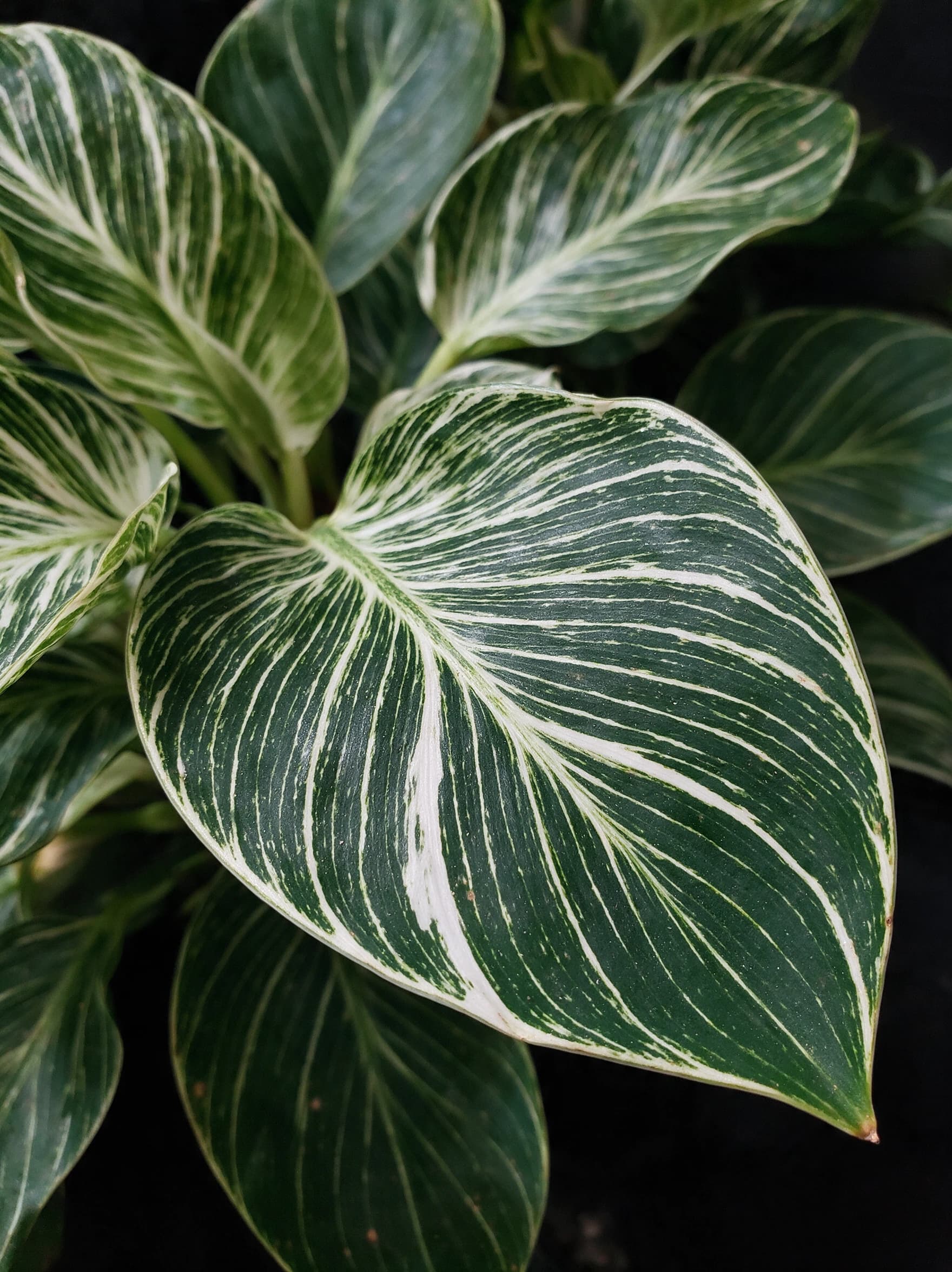 פילודנדרון 'ברקין׳ (philodendron birkin) — תקריב עלים, משתלת הדר נוי