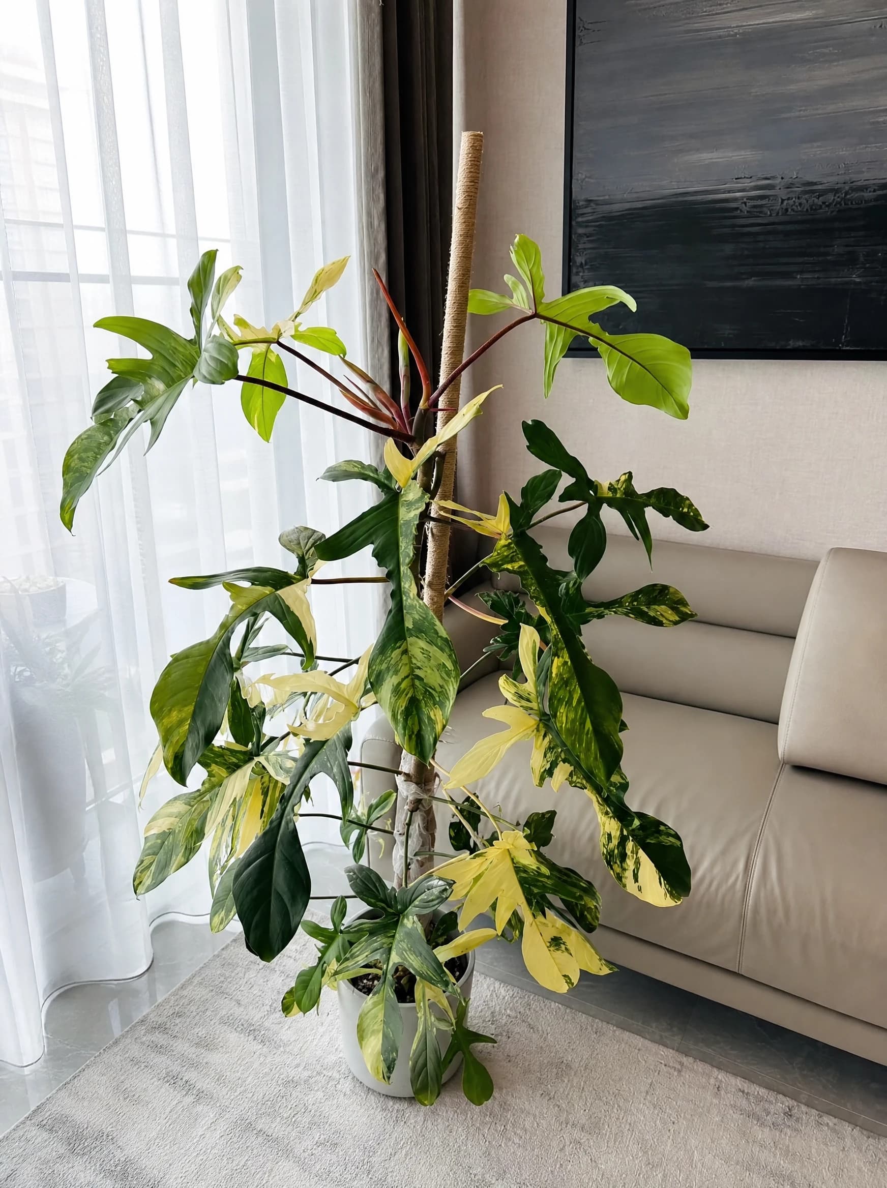 פילודנדרון 'פלורידה ביוטי׳ (philodendron florida beauty), פילודנדרון פלורידה ביוטי ליד חלון בסלון, צמח בית בסלון ובמשרד, משתלת הדר נוי