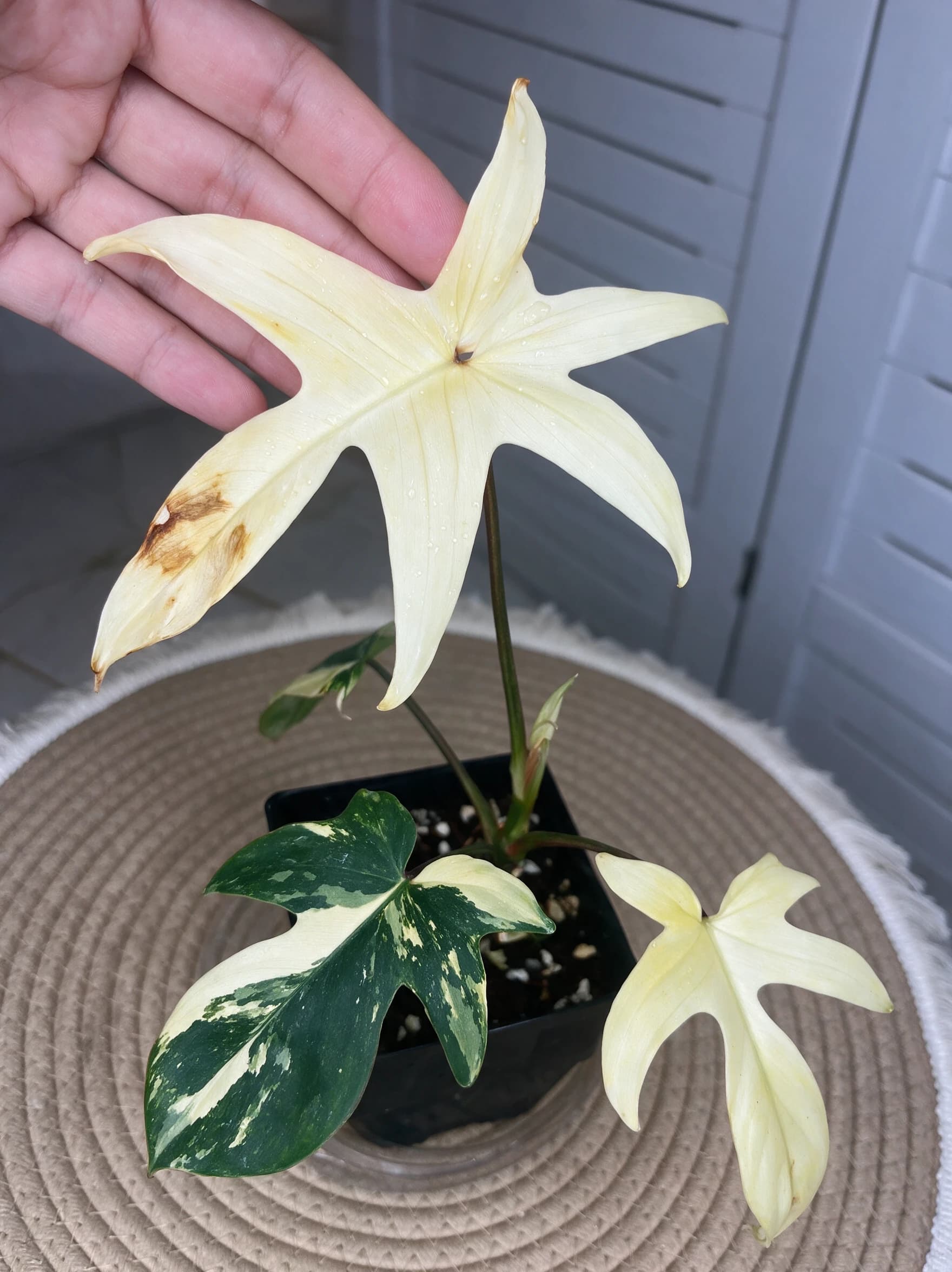 פילודנדרון 'פלורידה ביוטי׳ (philodendron florida beauty) — תקריב עלים, משתלת הדר נוי