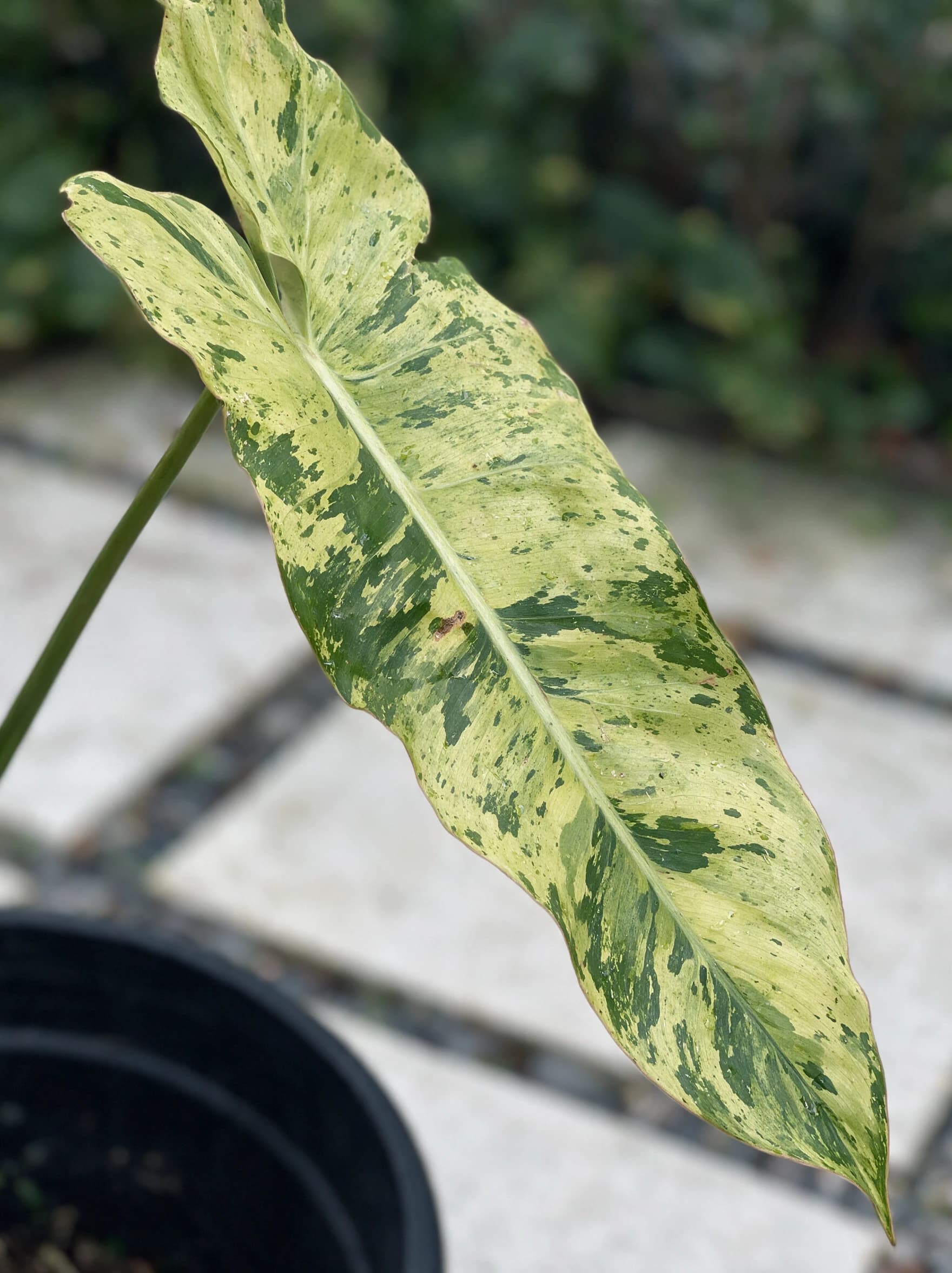פילודנדרון 'פרדיסו ורדה׳ (philodendron paradiso verde) — תקריב עלים, משתלת הדר נוי