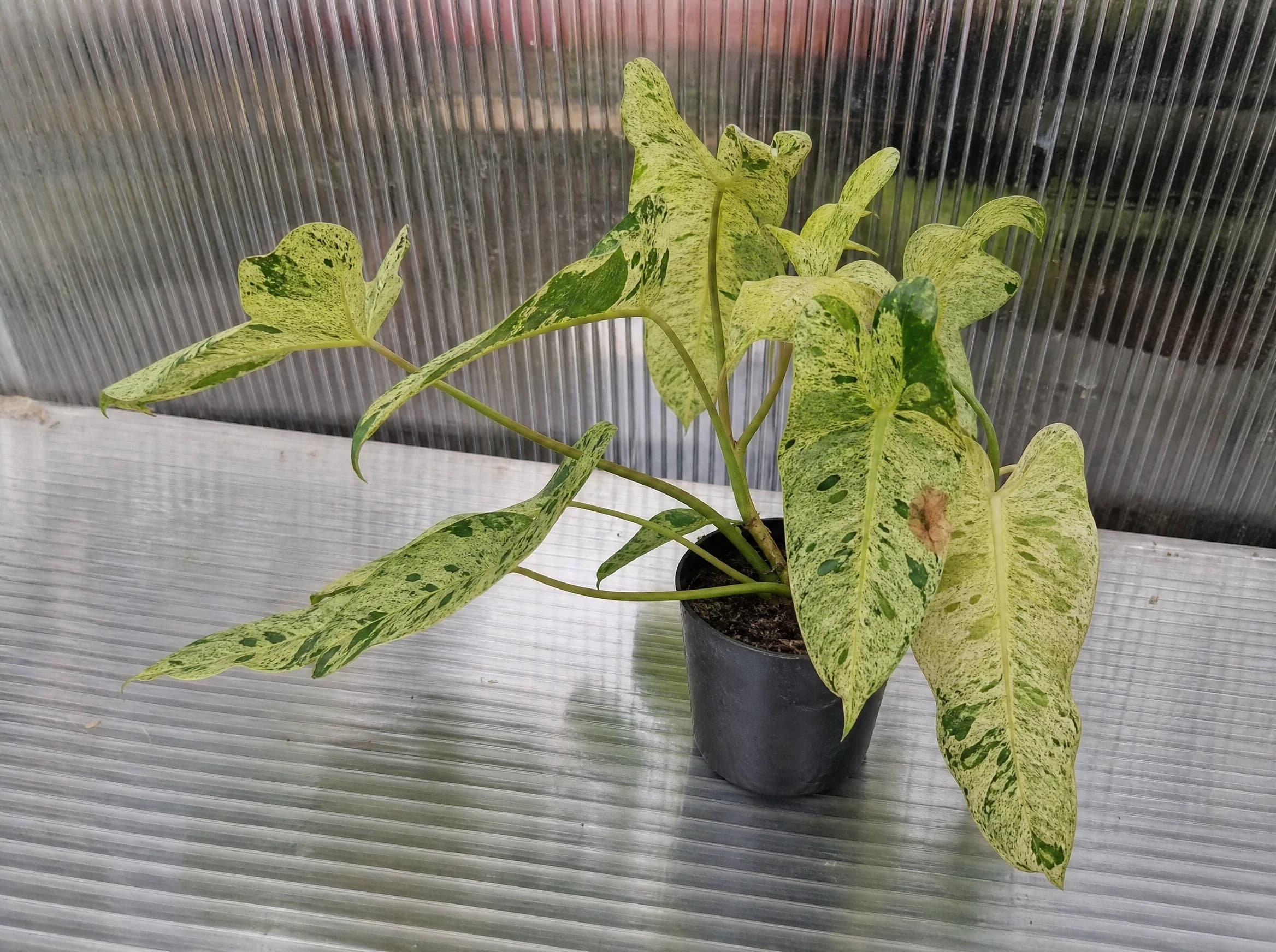 פילודנדרון 'פרדיסו ורדה׳ (philodendron paradiso verde) — תקריב עלים, משתלת הדר נוי