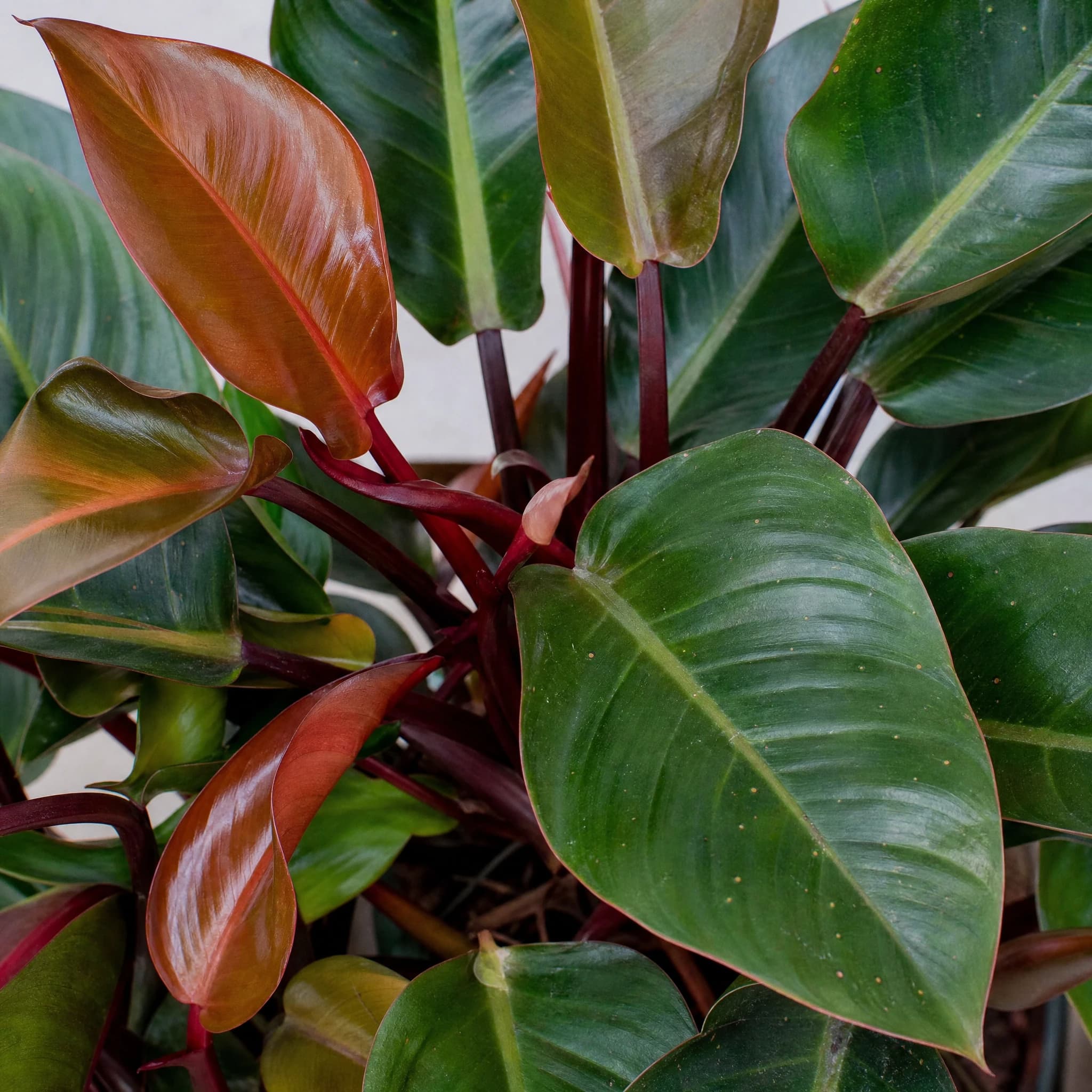 פילודנדרון 'רוחו קונגו׳ (philodendron rojo congo) — תקריב עלים, משתלת הדר נוי