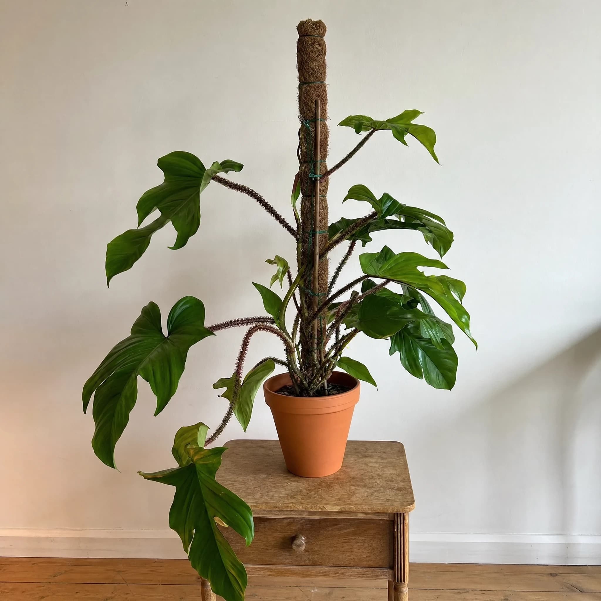 פילודנדרון 'סקוומיפרום׳ (philodendron squamiferum), פילודנדרון סקוומיפרום מטפס על עמוד טחב בעציץ חרס, צמח בית בסלון ובמשרד, משתלת הדר נוי