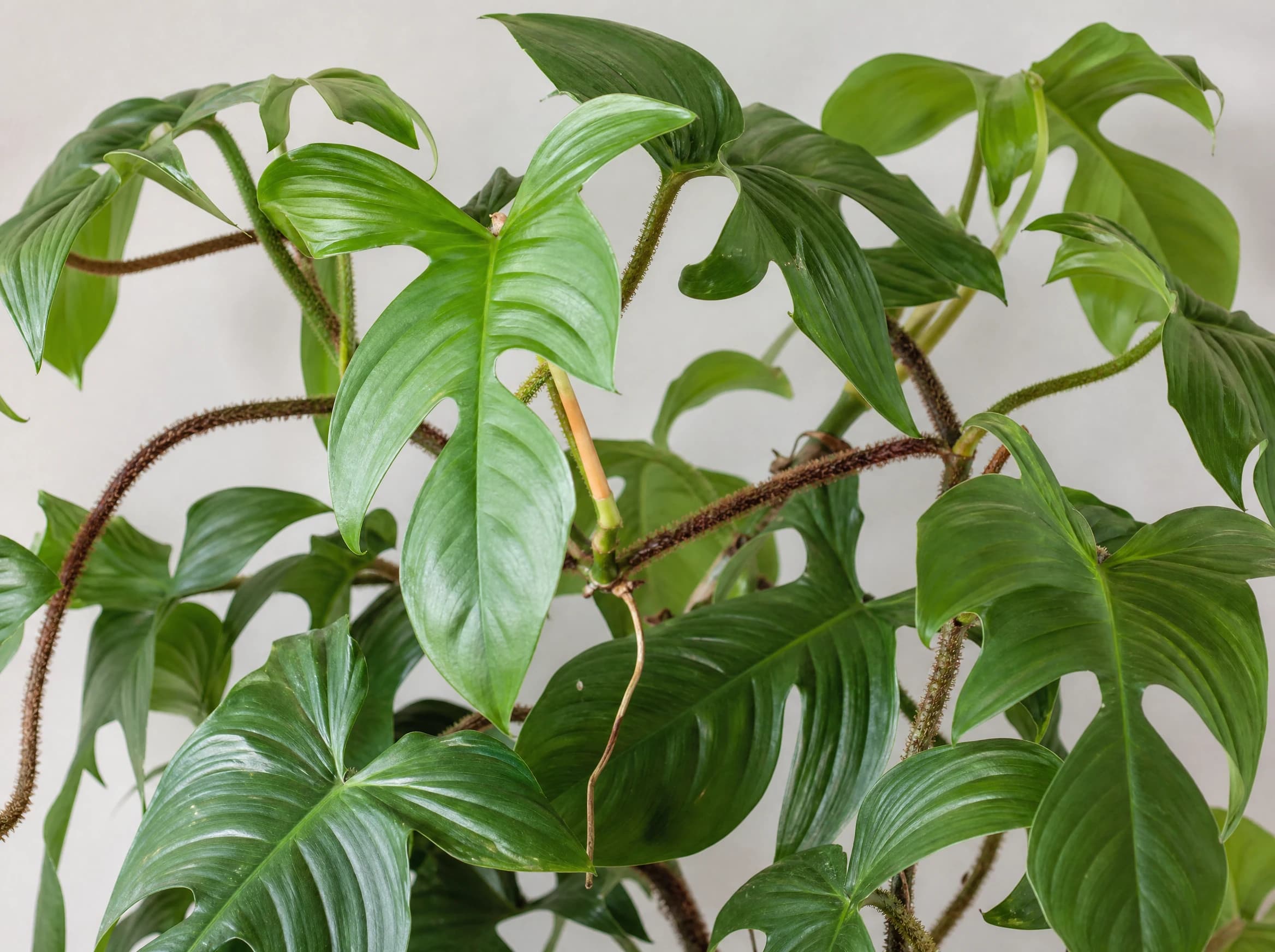 פילודנדרון 'סקוומיפרום׳ על עמוד טחב (philodendron squamiferum) — תקריב עלים, משתלת הדר נוי