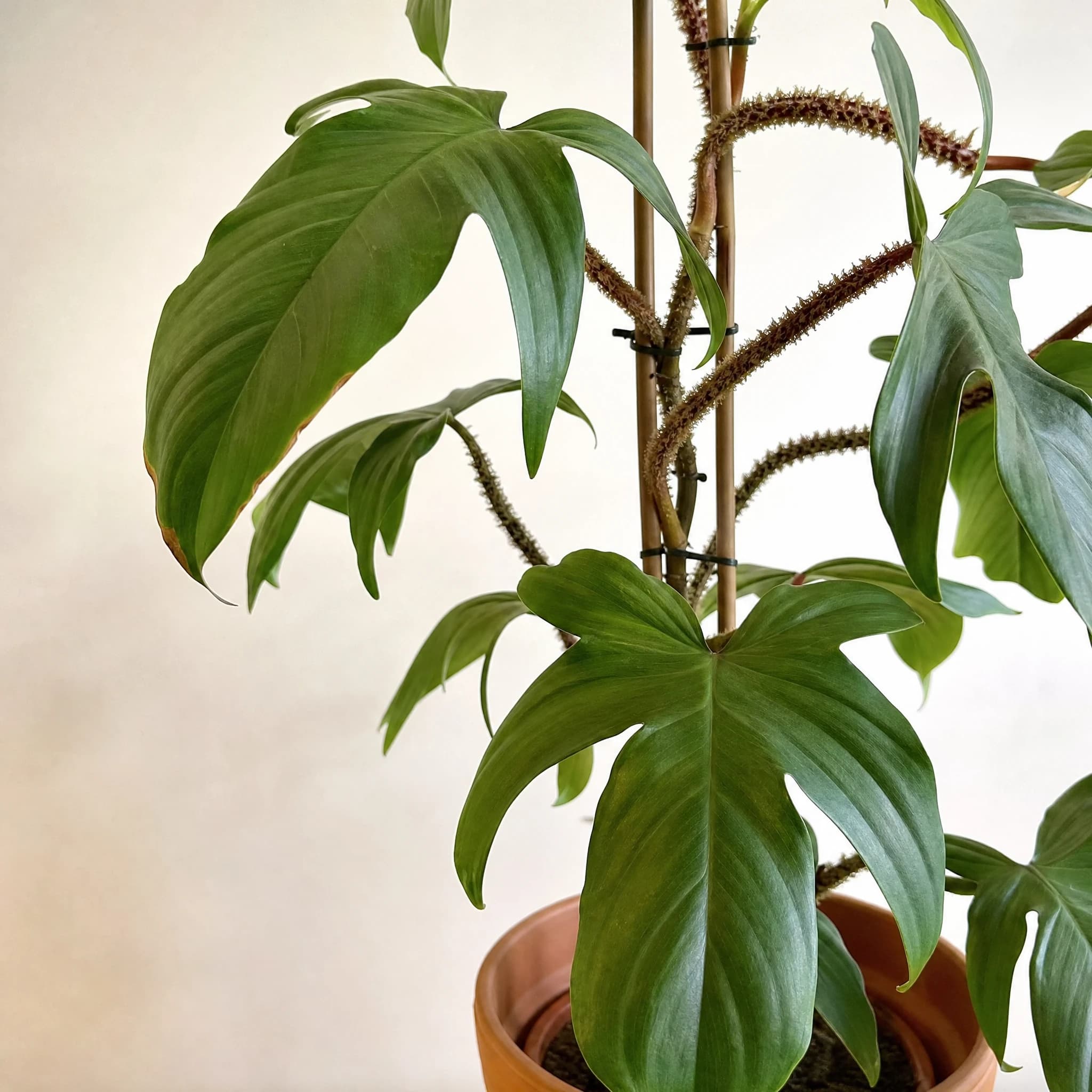 פילודנדרון 'סקוומיפרום׳ על עמוד טחב (philodendron squamiferum) — תקריב עלים, משתלת הדר נוי