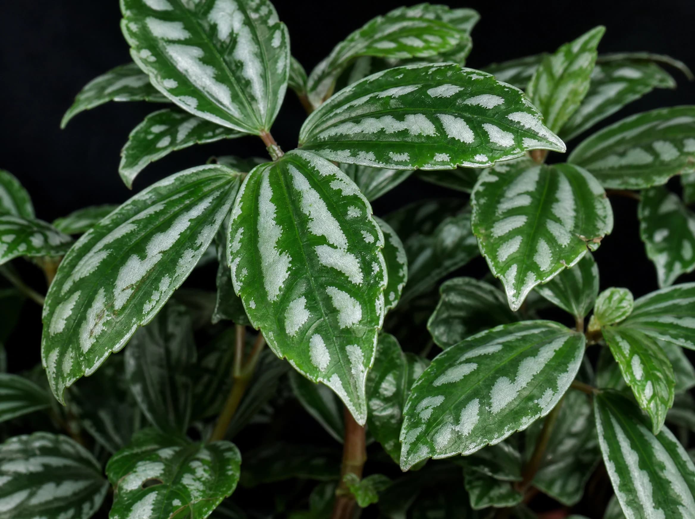פילאה 'קדיארי׳ 5 (pilea cadierei) — תקריב עלים, משתלת הדר נוי