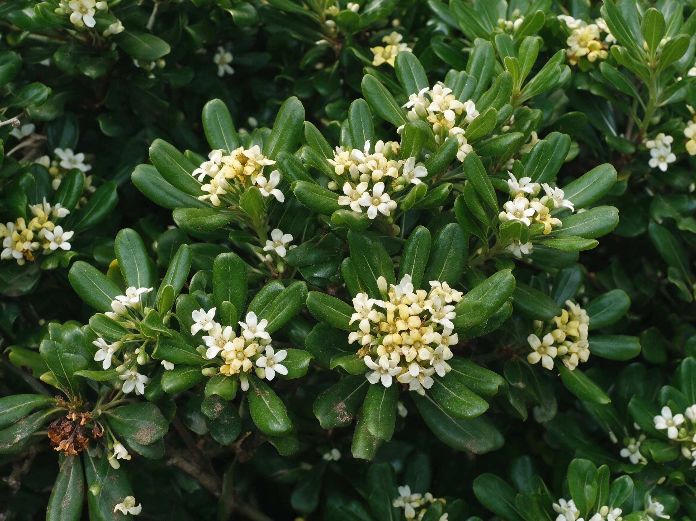 פיטוספורום ירוק גבוה (pittosporum tobira) — תקריב פריחה, משתלת הדר נוי
