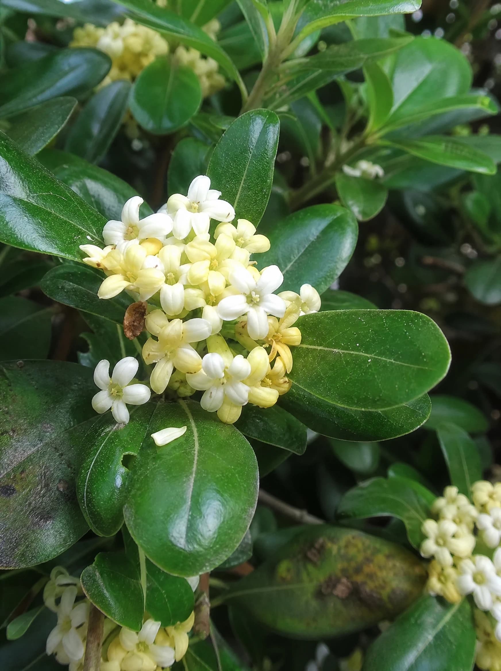 פיטוספורום ירוק גבוה (pittosporum tobira) — תקריב פריחה, משתלת הדר נוי
